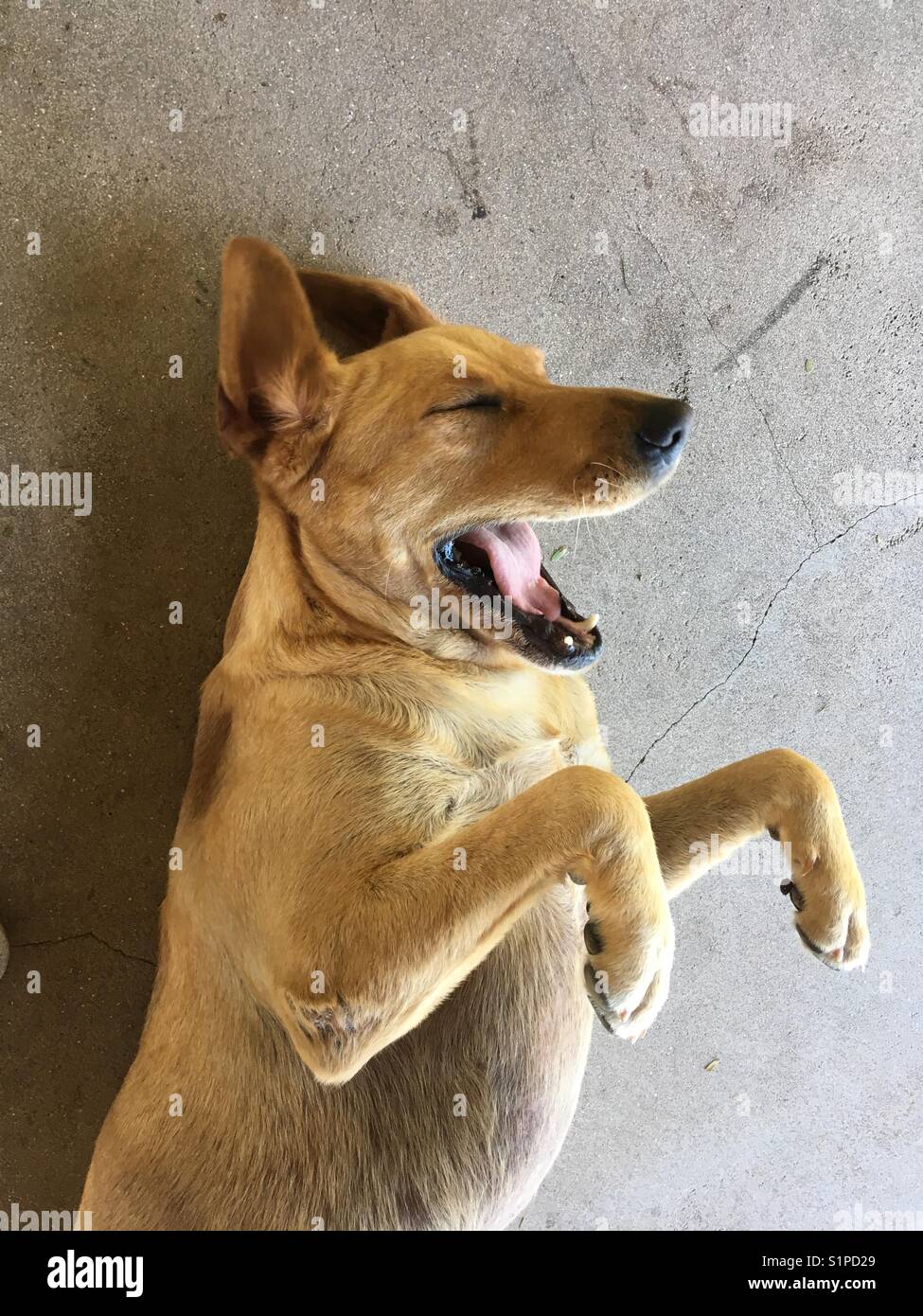 singing dog Stock Photo