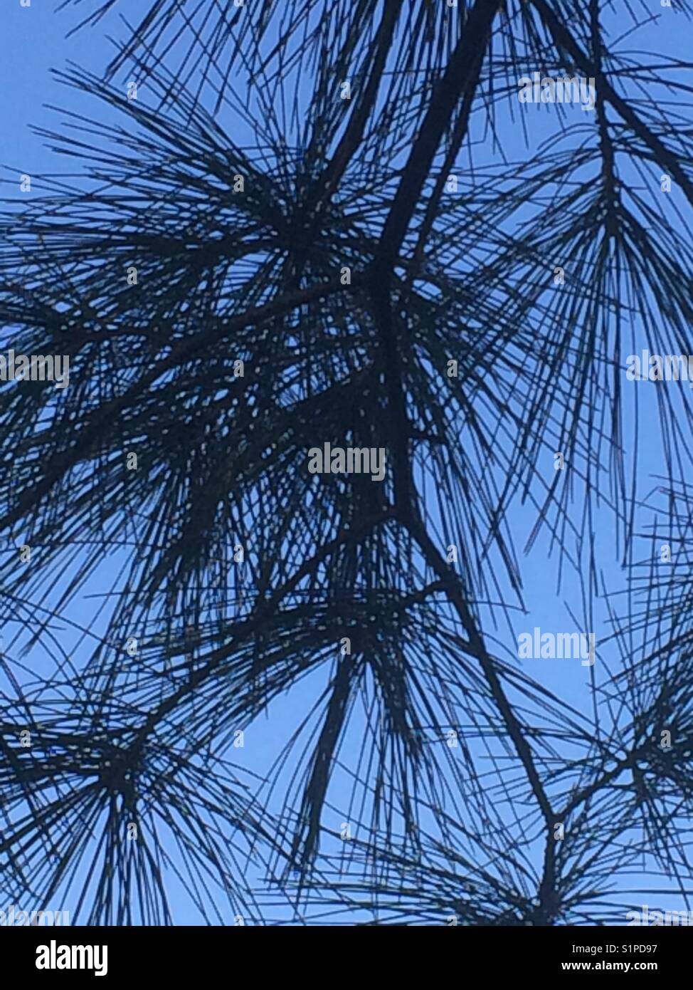 Pine silhouette Stock Photo