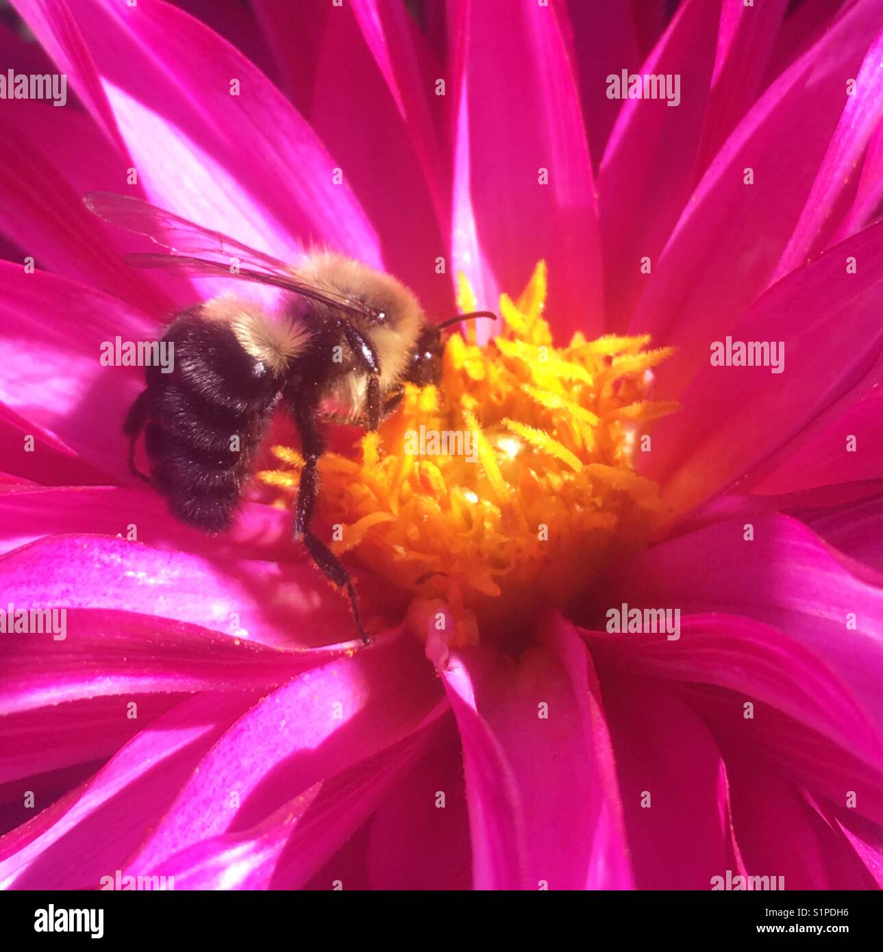 Detail of a bee on a flower - Smartphone Captured Stock Image