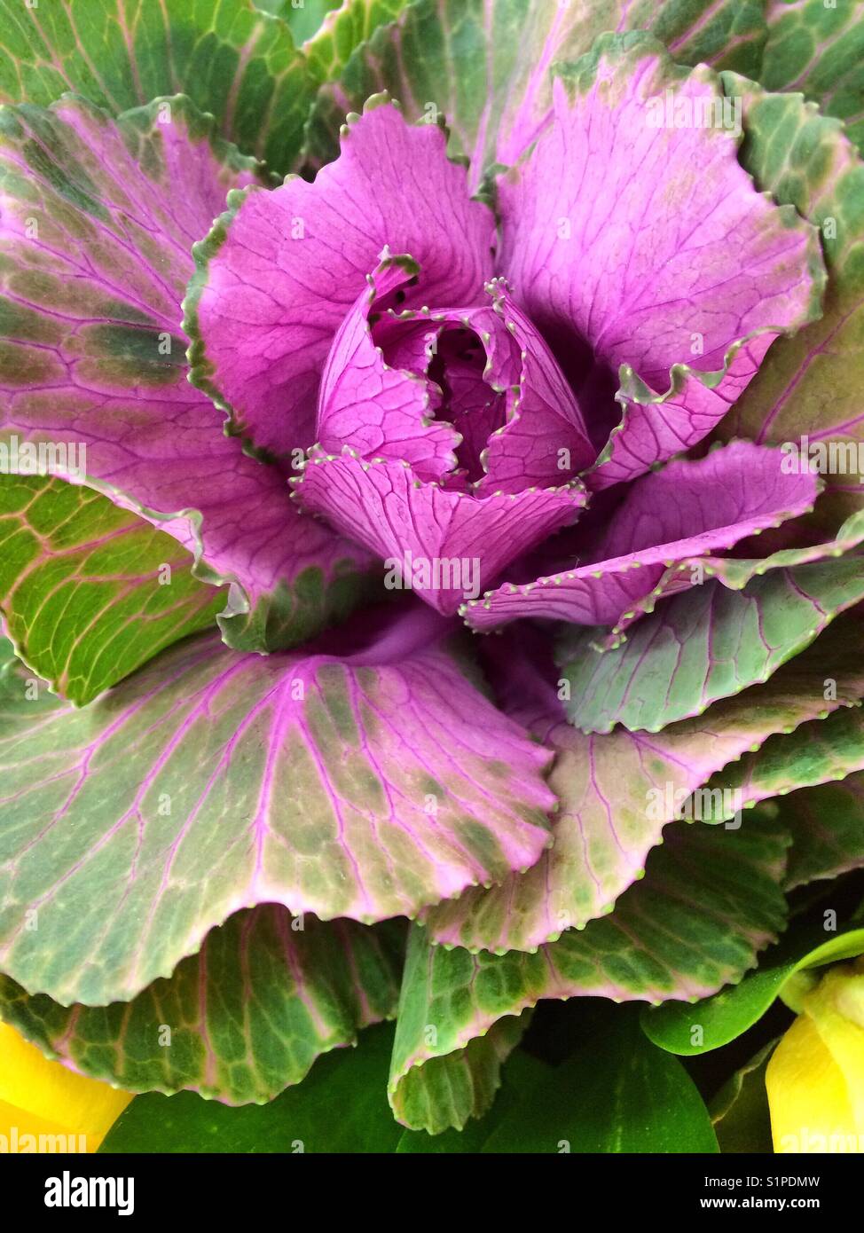 Red cabbage flower Stock Photo Alamy