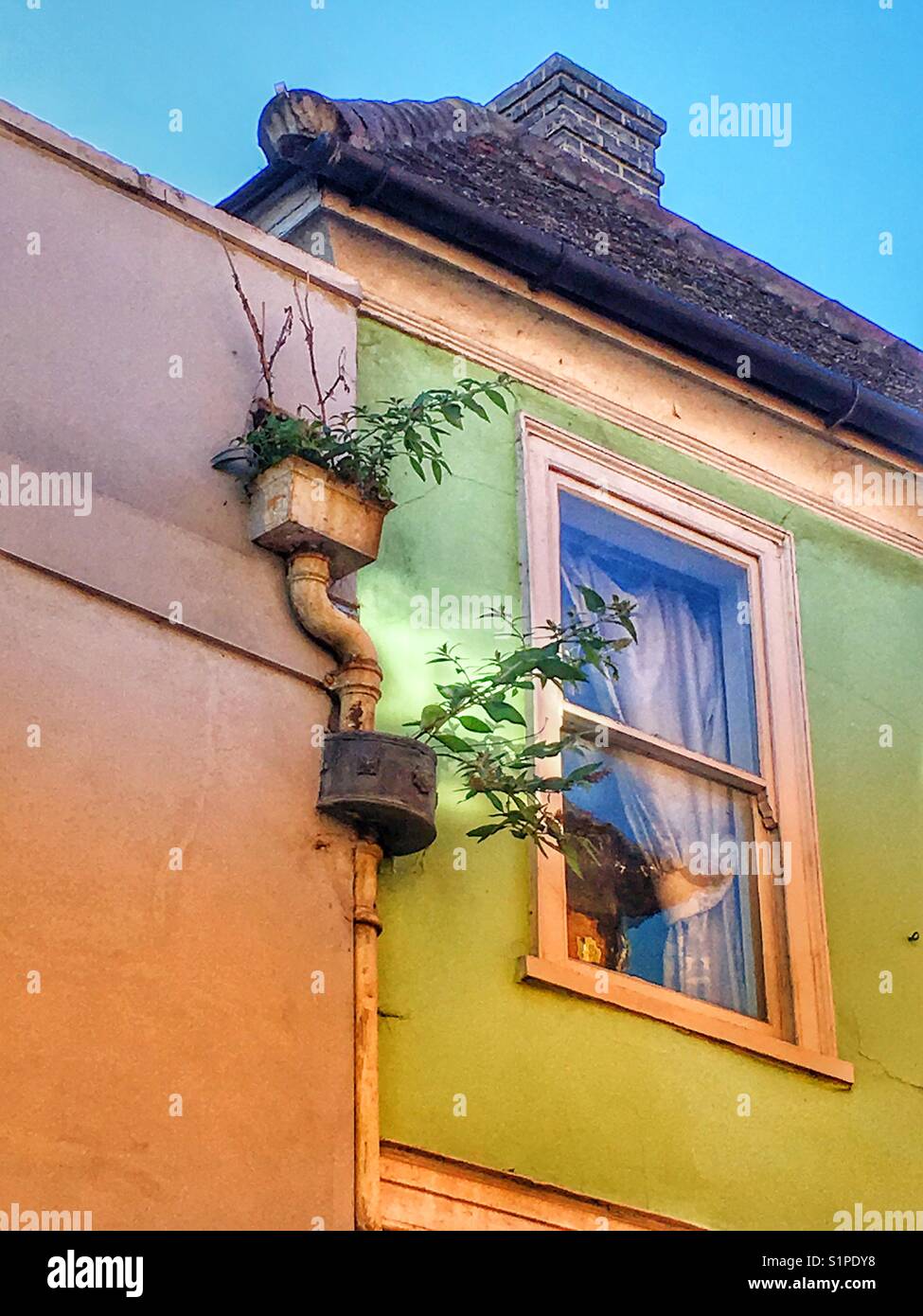 Foliage growing in waste water drainpipe - Smartphone Captured Stock Image