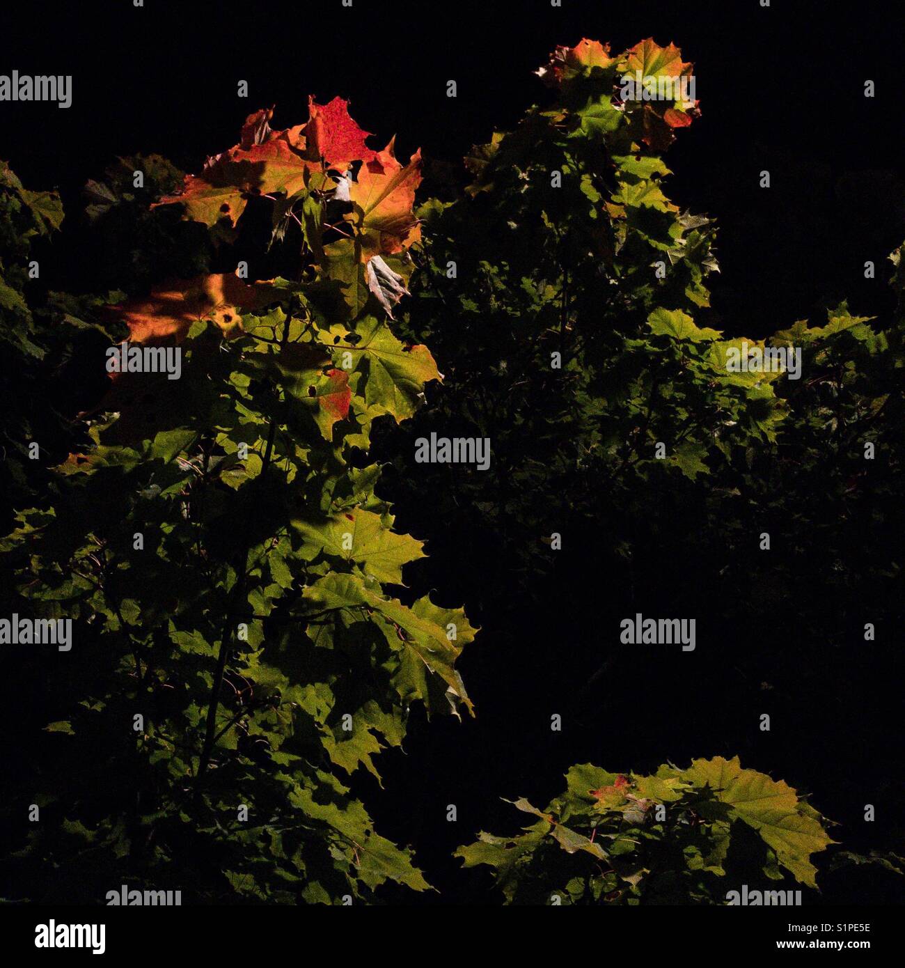 Autumn night Stock Photo