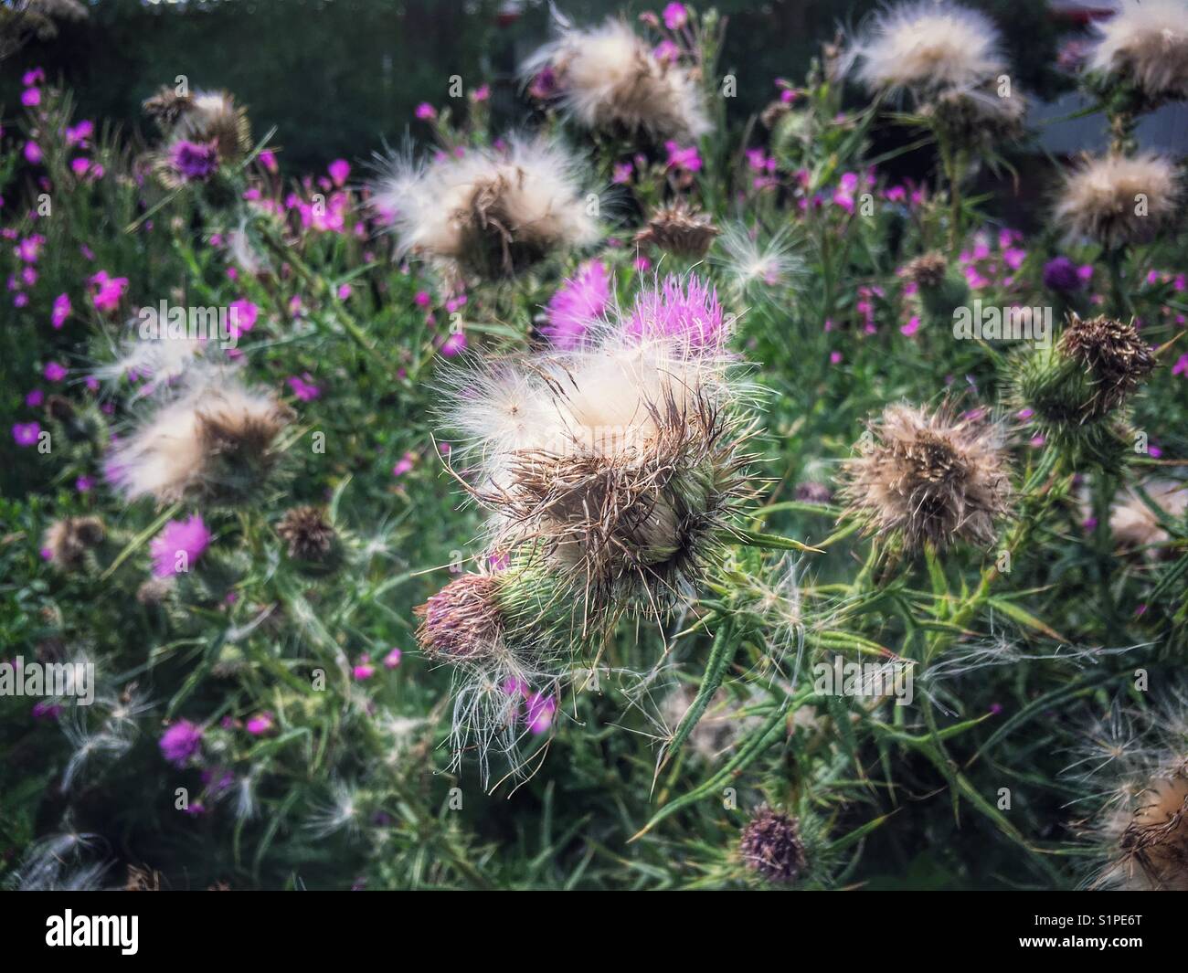 Thistle weed weeds hi-res stock photography and images - Alamy