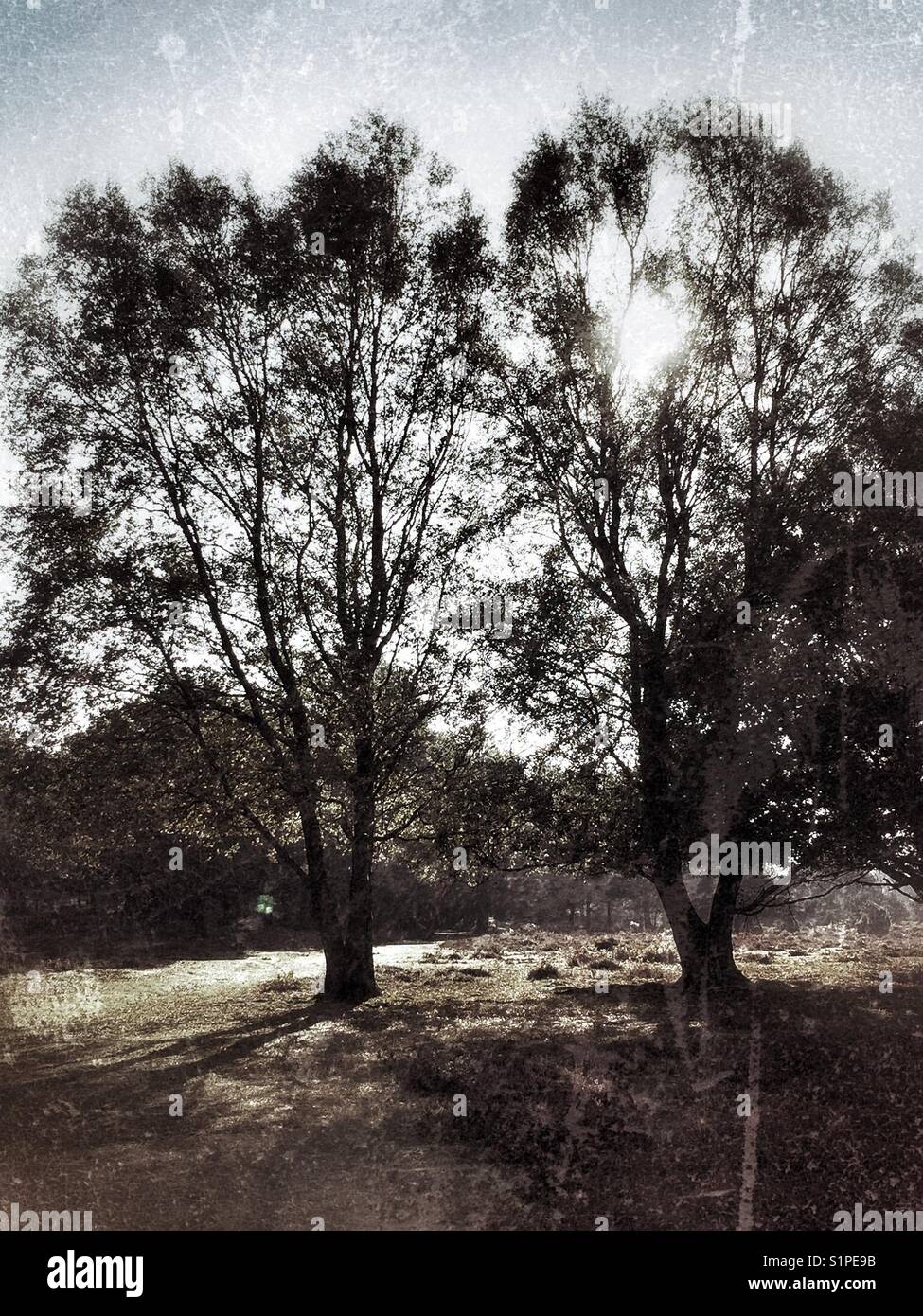 Sunlight through birch trees - Smartphone Captured Stock Image