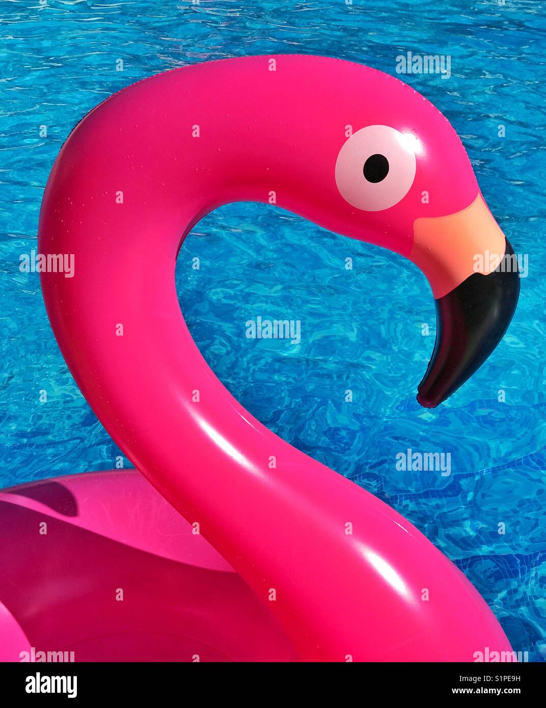 Sunshine beams down on a pink inflatable flamingo toy as it floats in a swimming pool. A colourful and graphic image with multiple uses. Photo Credit - © COLIN HOSKINS. - Smartphone Captured Stock Image