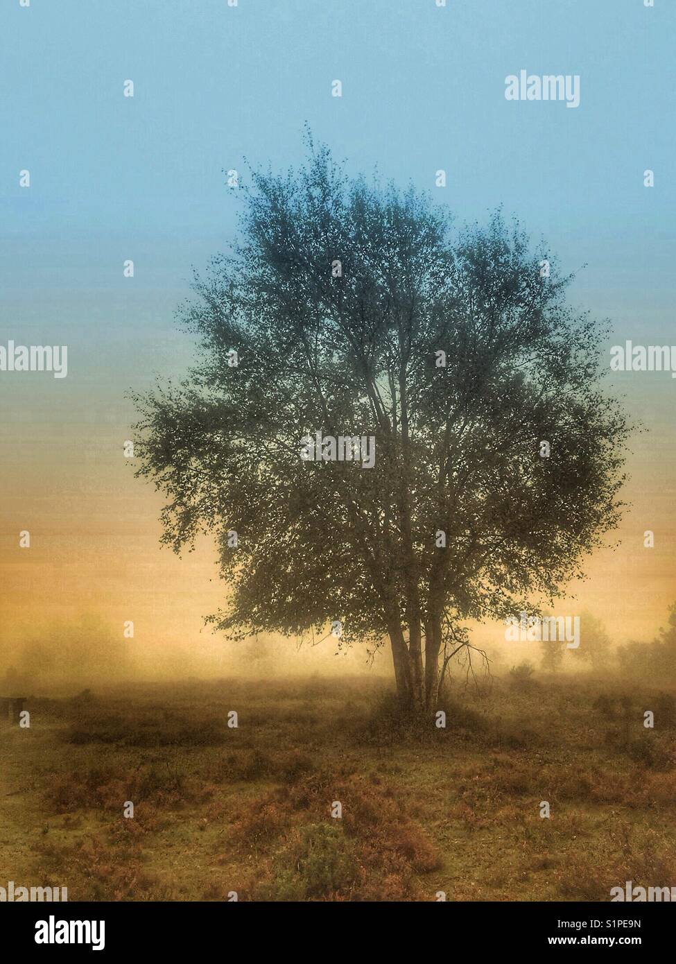 Birch tree in the mist - Smartphone Captured Stock Image