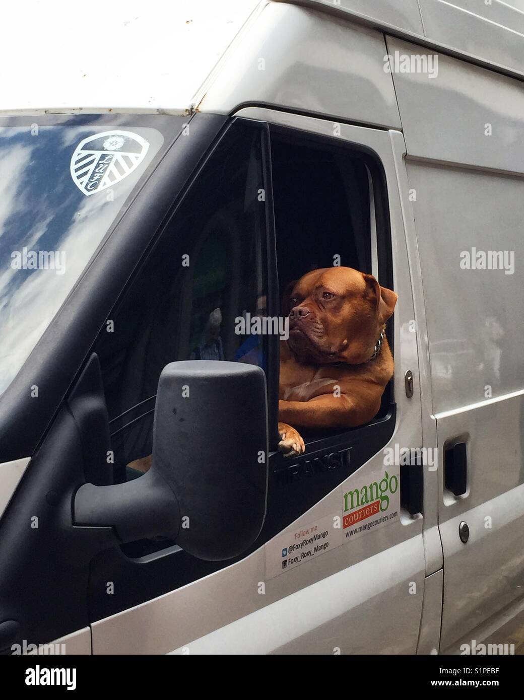 Dog looking out of van passenger window, London. Stock Photo