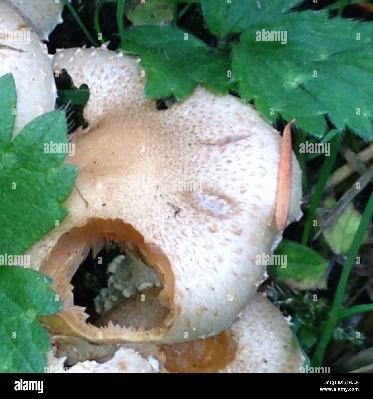 Large hole in small mushroom-natural Stock Photo