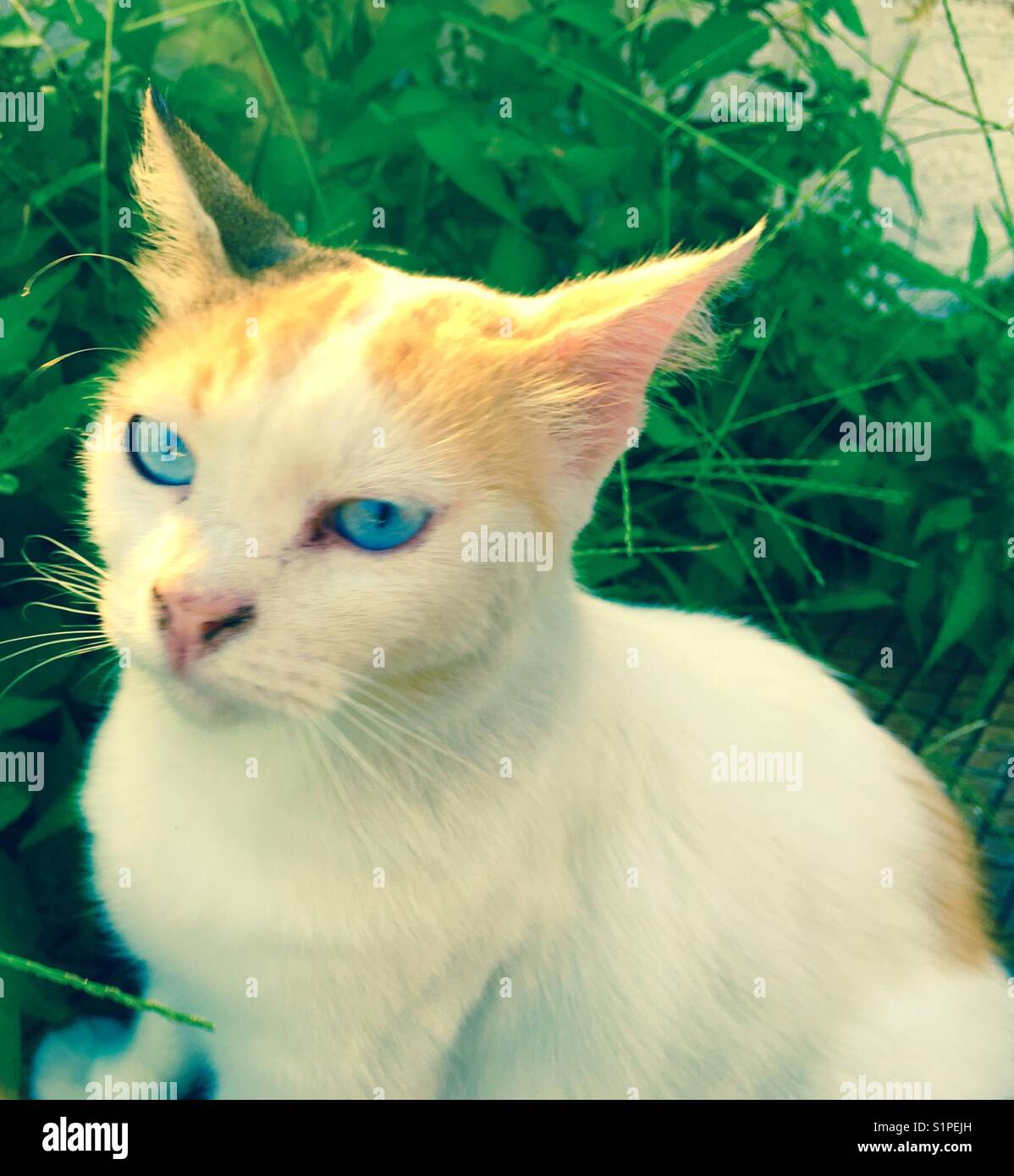 Cat with blue eyes - Smartphone Captured Stock Image