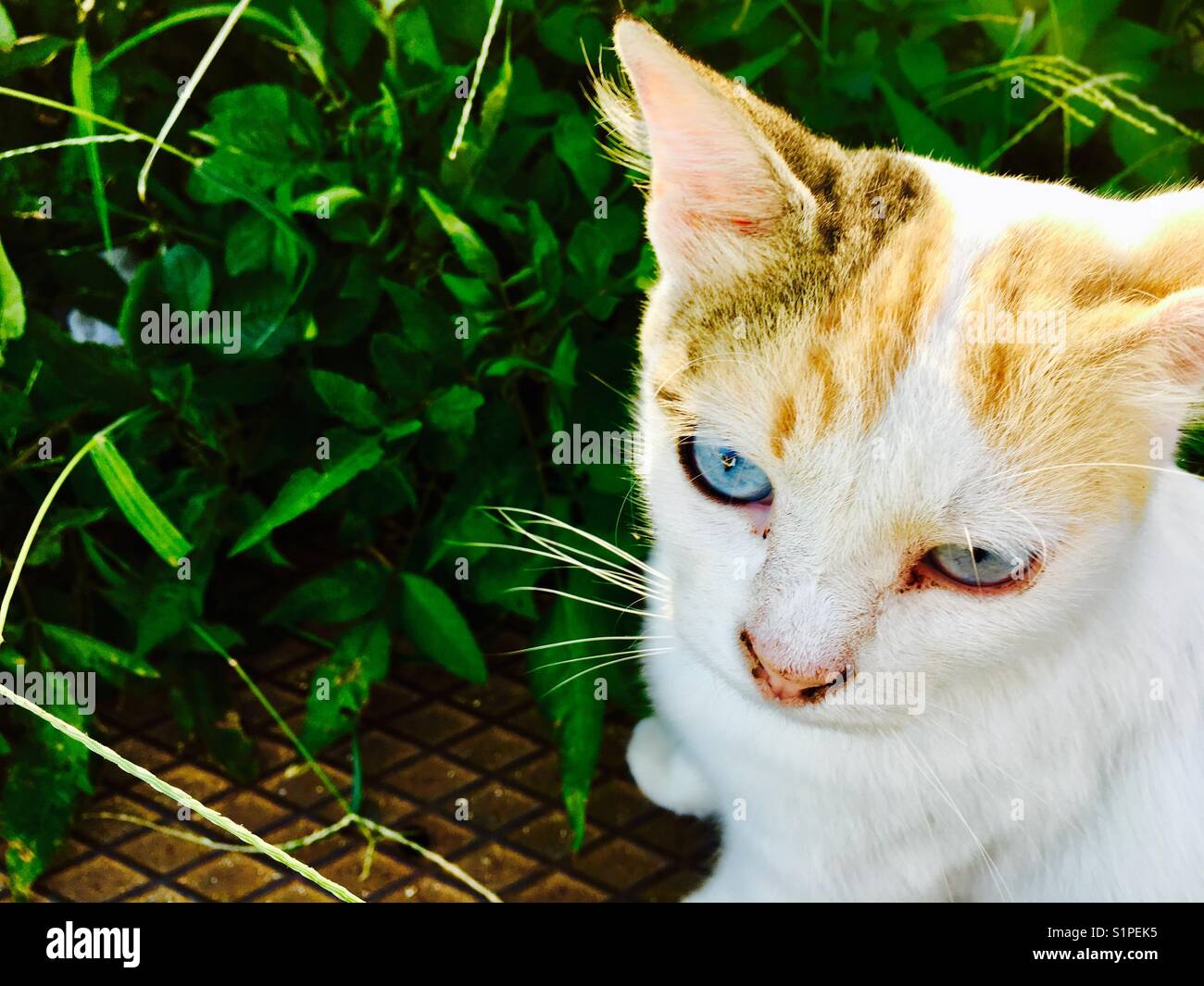 Cat with blue eyes - Smartphone Captured Stock Image