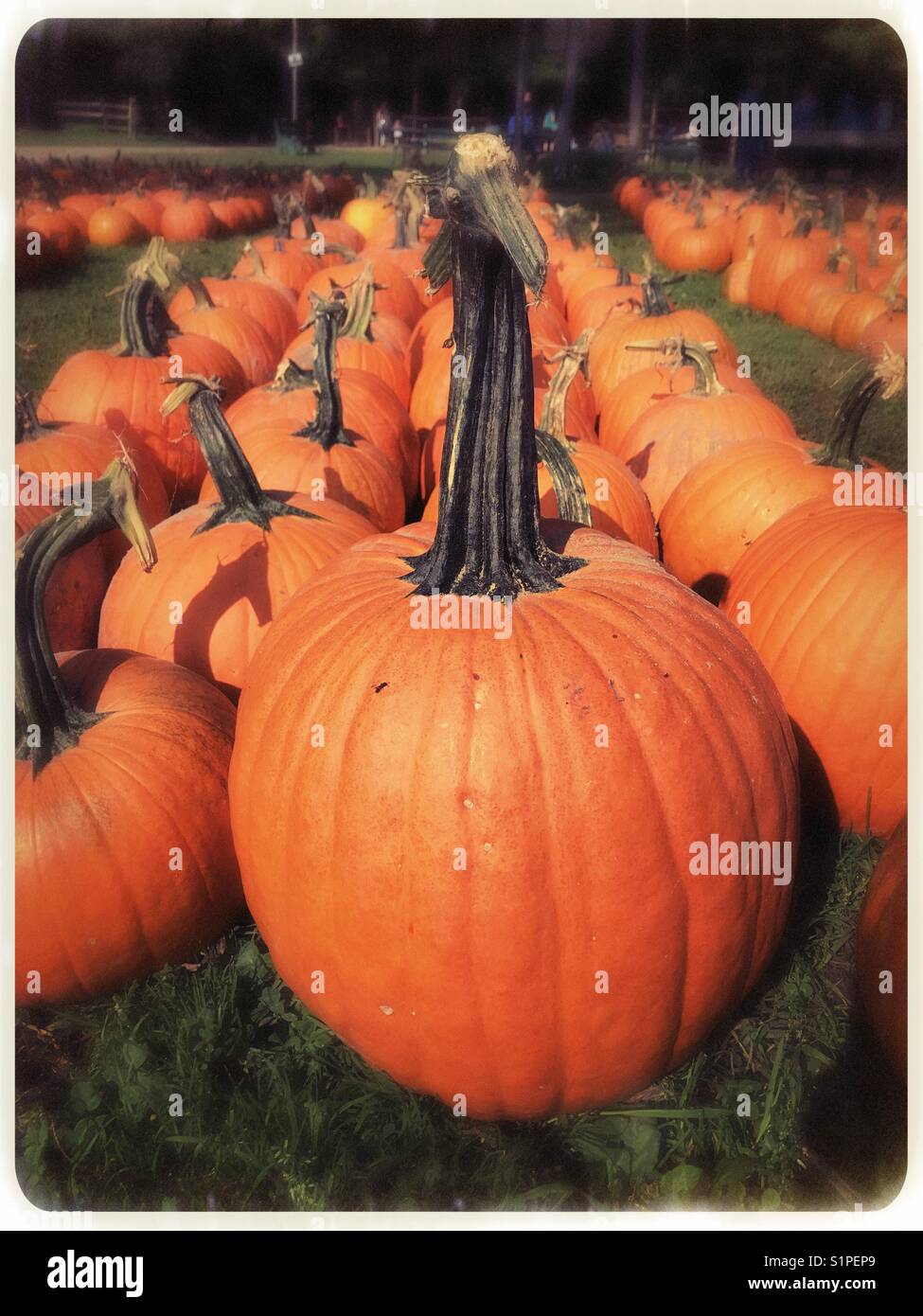 Pumpkins for sale Stock Photo