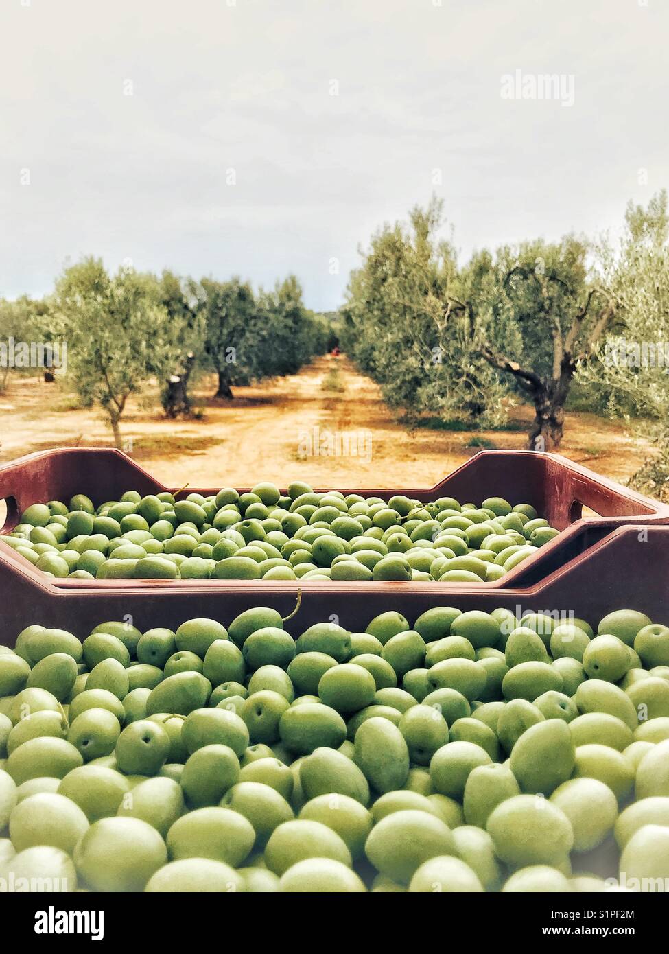Green olives in an olive grove in Chalkidice, Greece Stock Photo Alamy