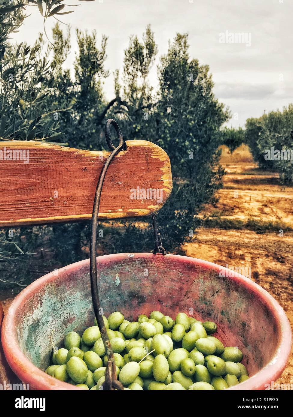 Olive grove hi-res stock photography and images - Alamy