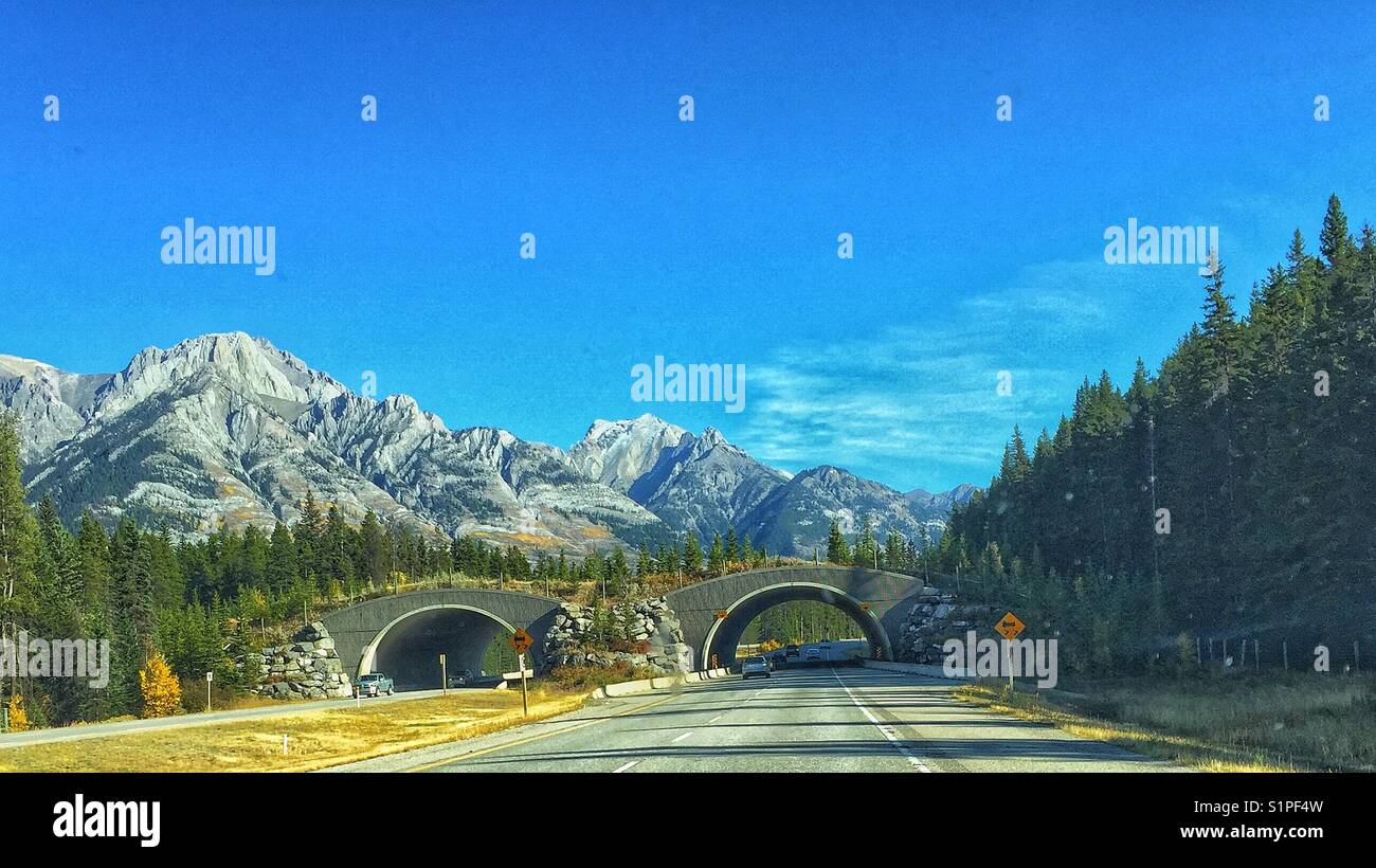 Wildlife overpass in Banff National Park, Alberta, Canada - Smartphone Captured Stock Image