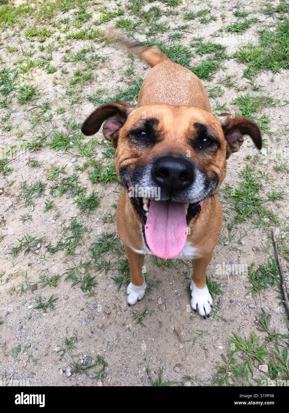 Happy smiling dog Stock Photo