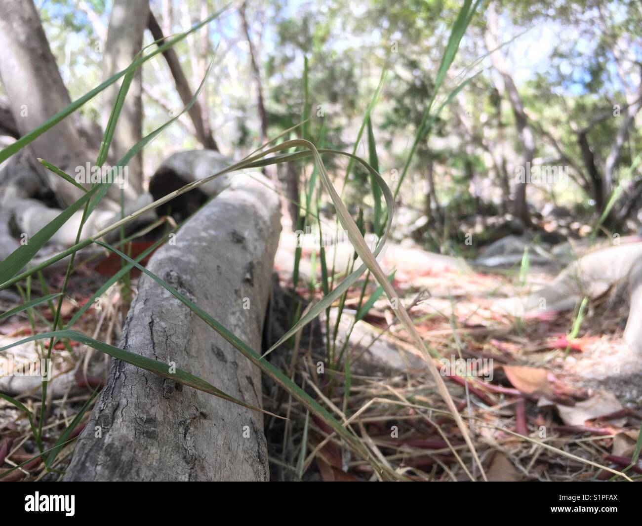 Root of the tree hi-res stock photography and images - Alamy