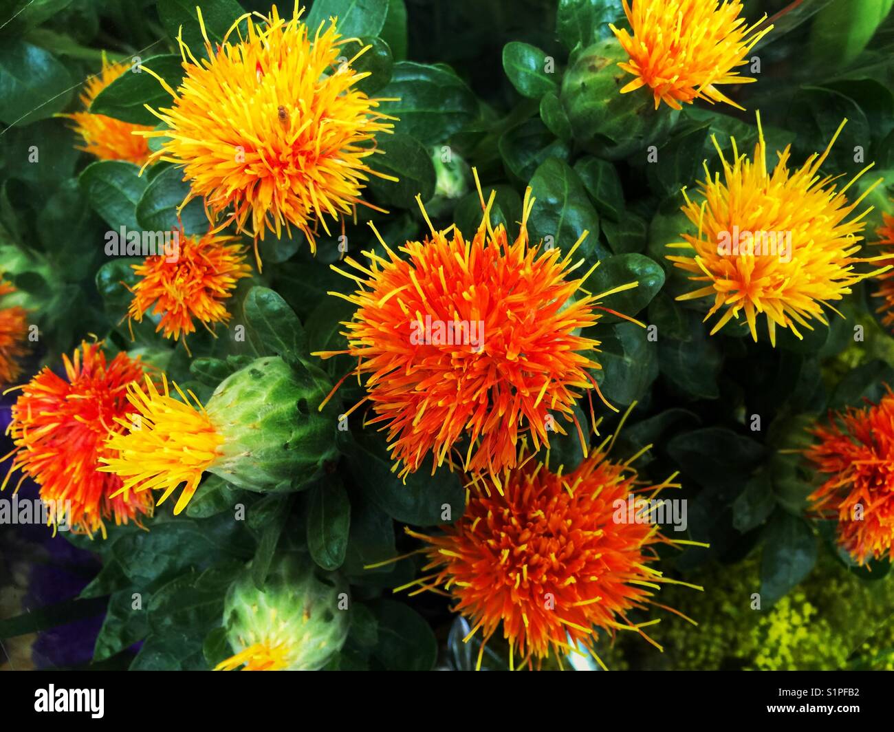 Safflower, carthamus flower, Carthamus tinctorius, bright orange, yellow, thistle like flower Stock Photo