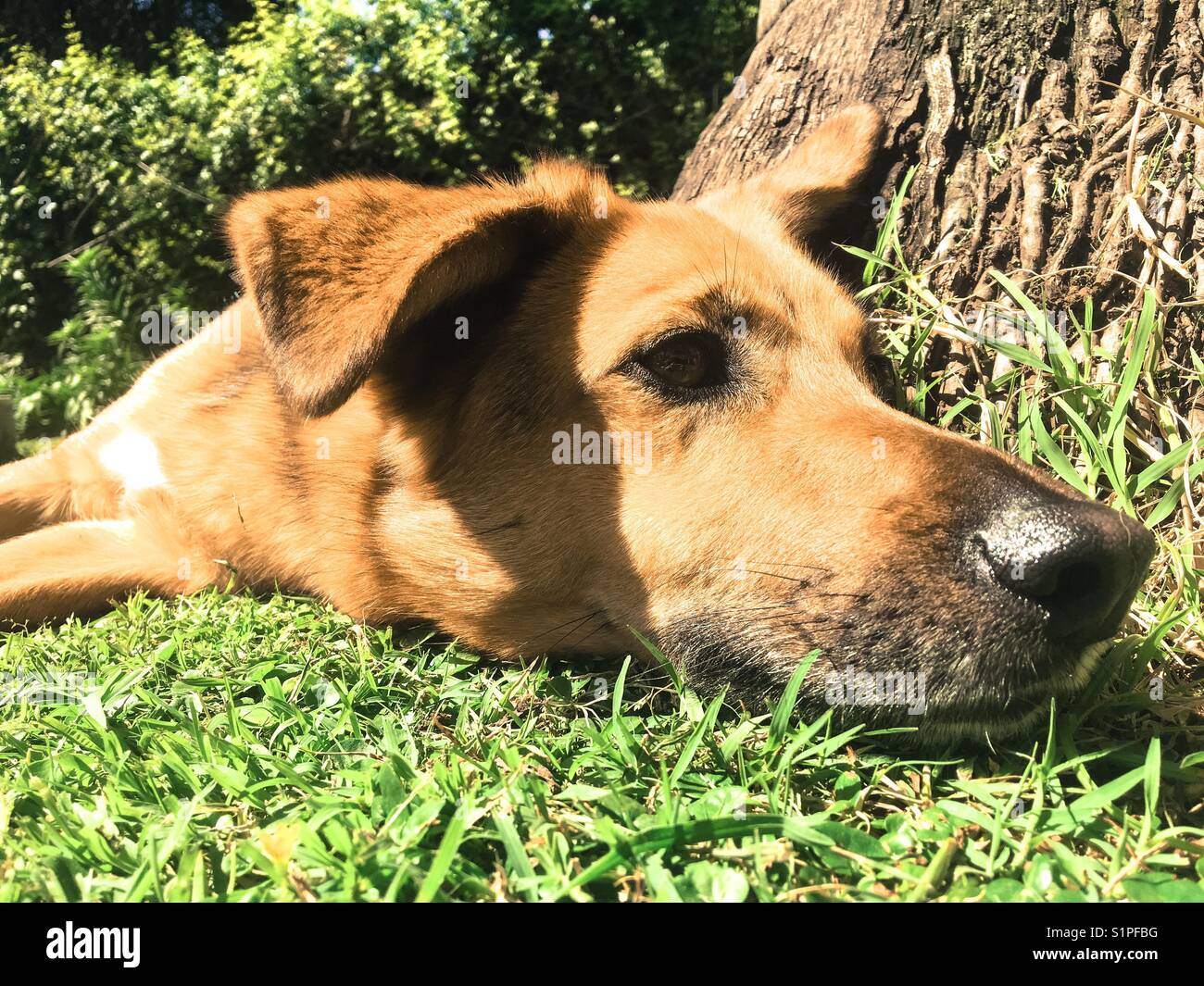 Dog outside in the garden - Smartphone Captured Stock Image