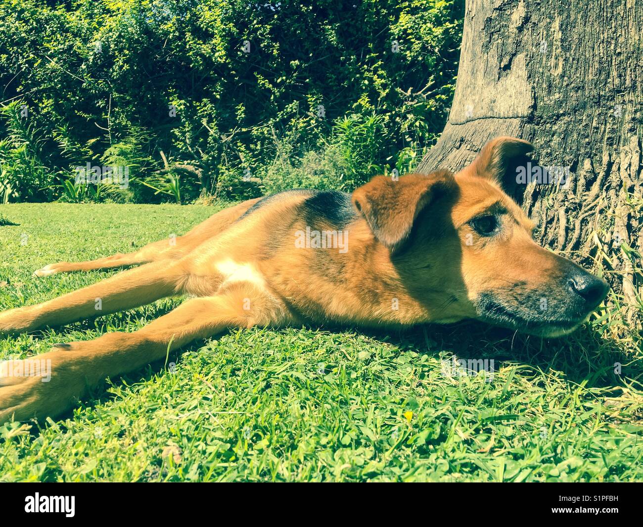 Dog outside in the garden - Smartphone Captured Stock Image