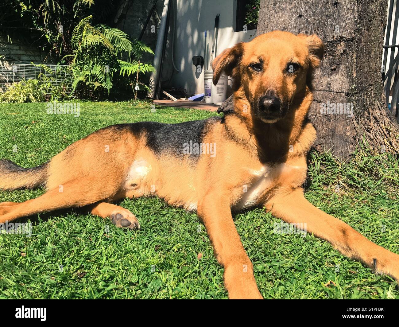 Dog outside in the garden - Smartphone Captured Stock Image