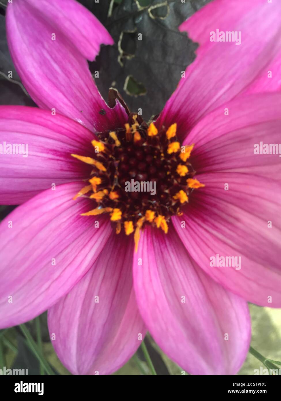 Bug bite flower with leaf missing that was eaten by bugs Stock Photo