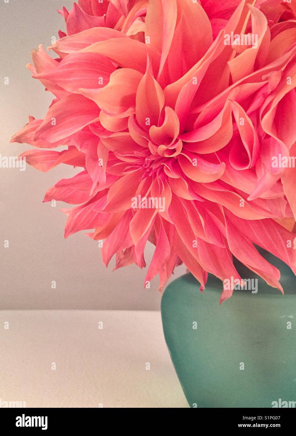 Dahlias vase hires stock photography and images Alamy