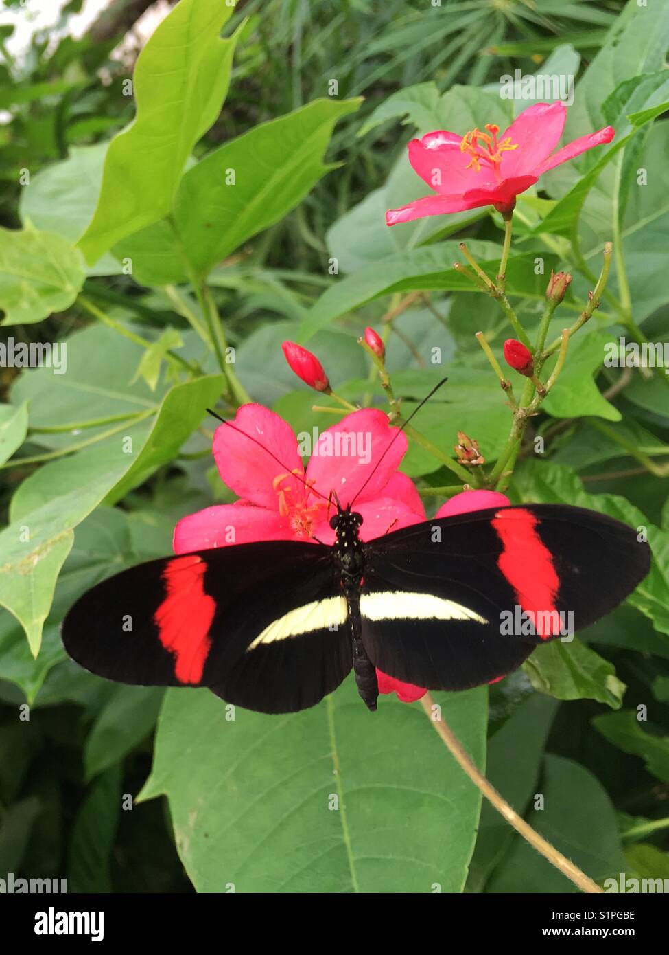 Tropical butterfly on a pink flower - Smartphone Captured Stock Image