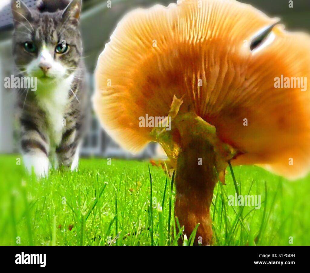Photographer at work... cat is always curious! - Smartphone Captured Stock Image