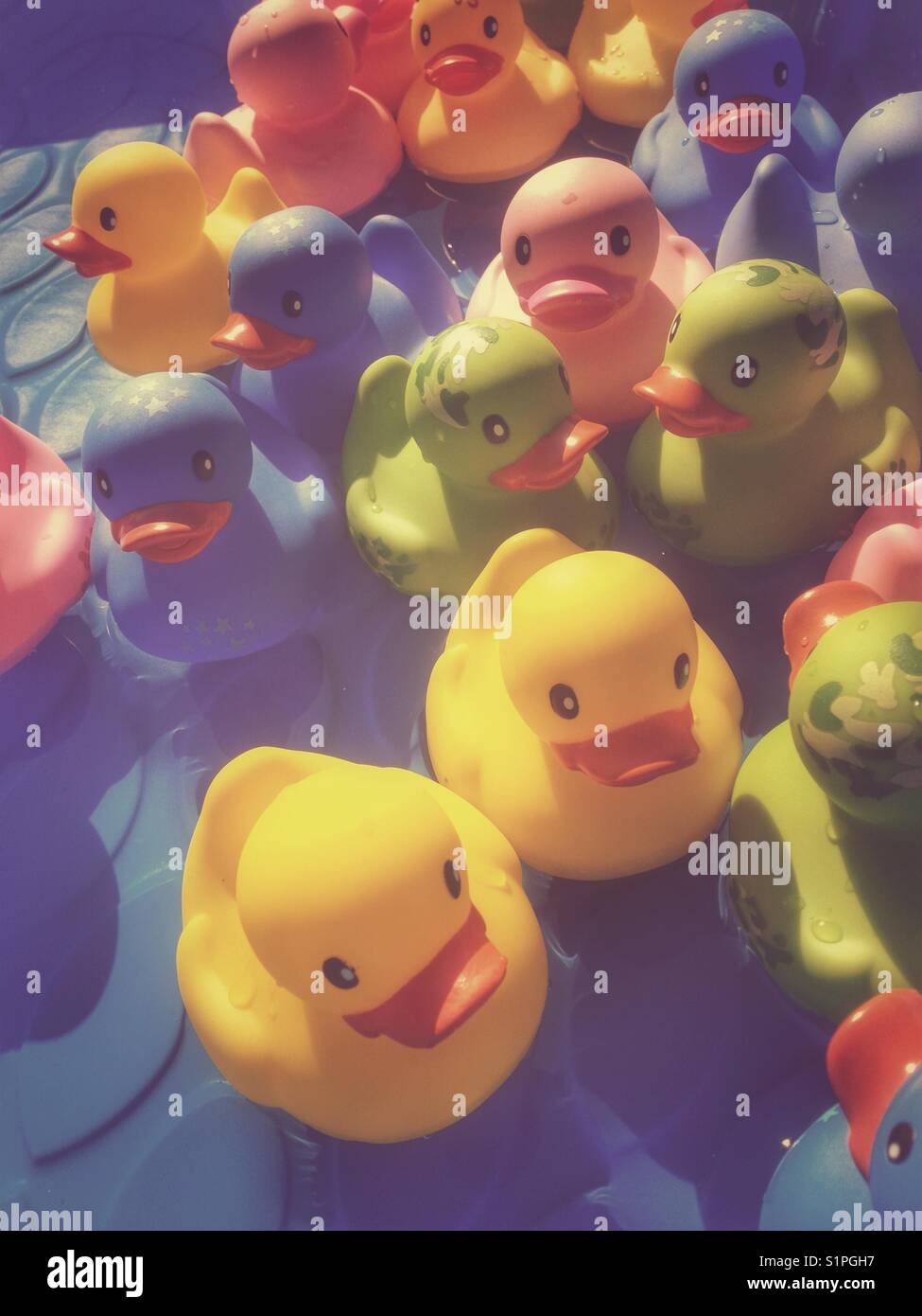 Rubber ducks floating in kiddie pool Stock Photo Alamy