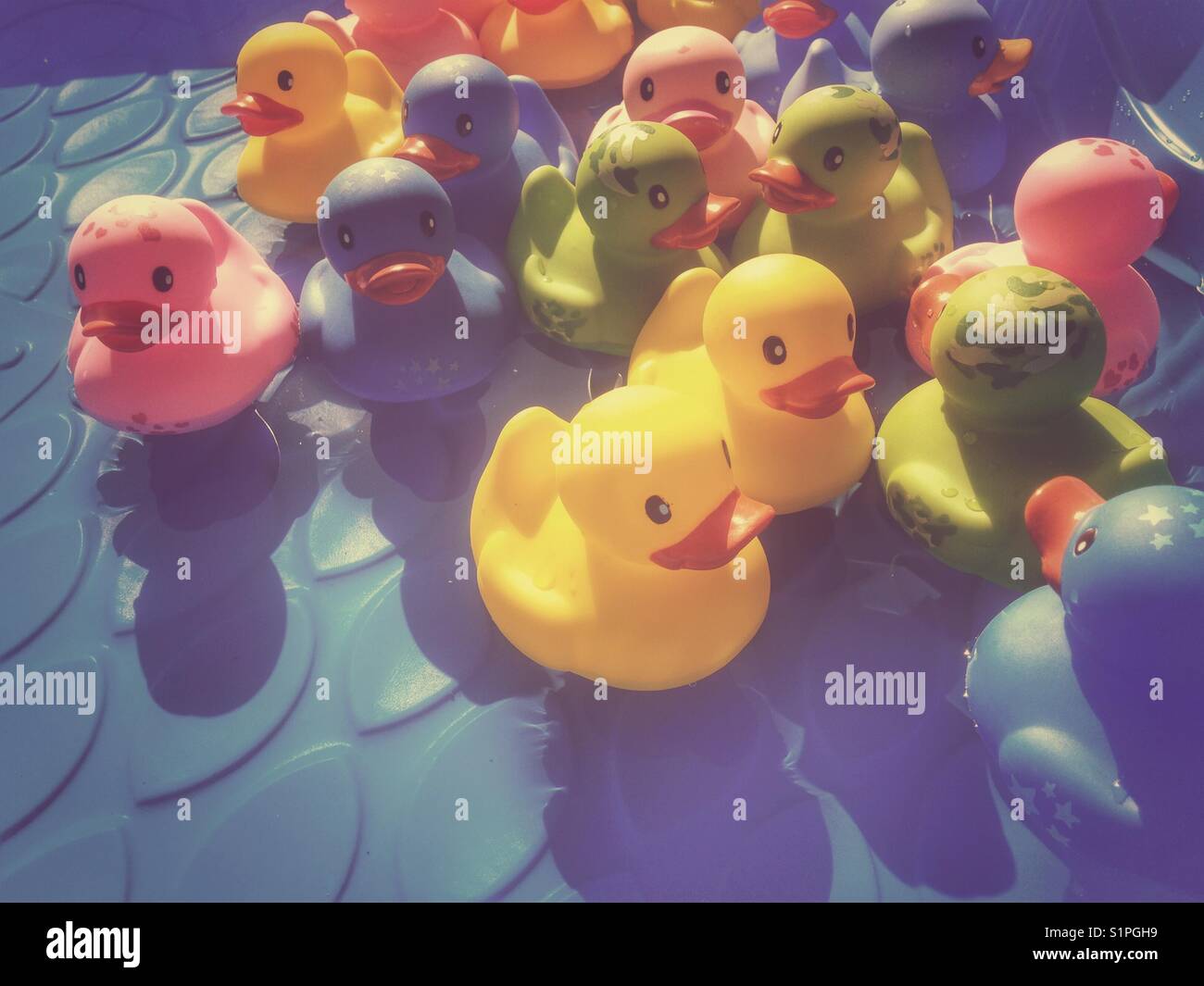 Rubber ducks floating in kiddie pool Stock Photo Alamy