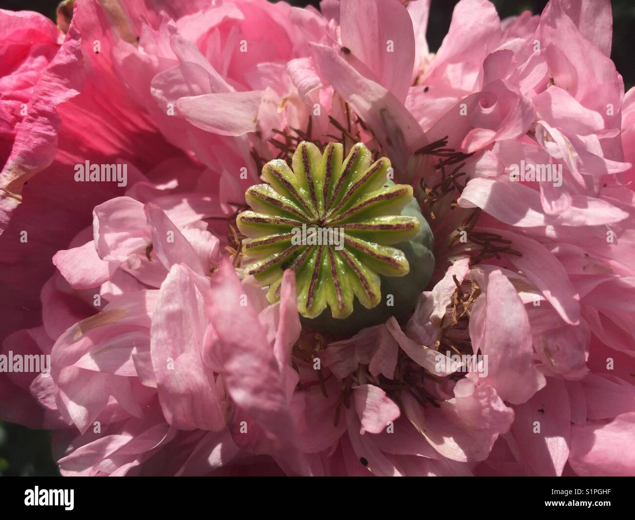 Unripe poppy seed pod of Opium Poppy, (Papaver somniferum), amongst