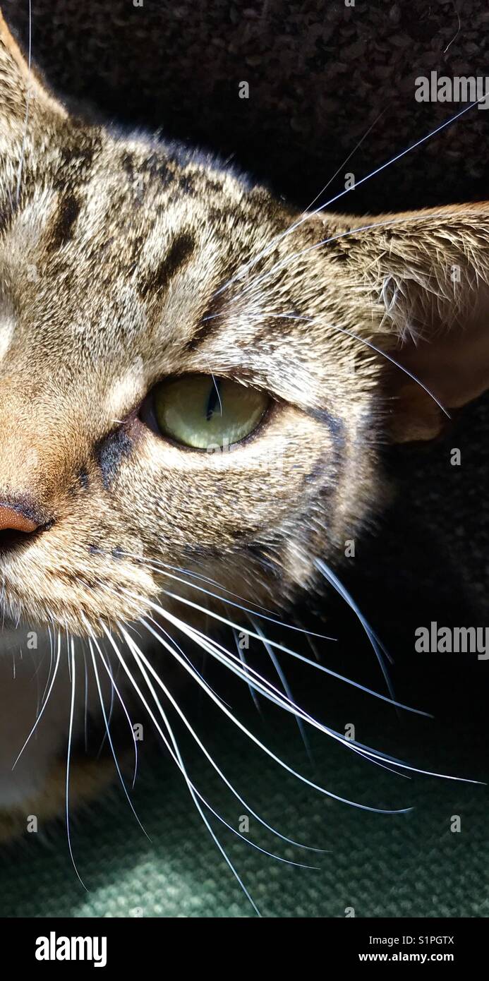 Tabby cat close up hi-res stock photography and images - Alamy