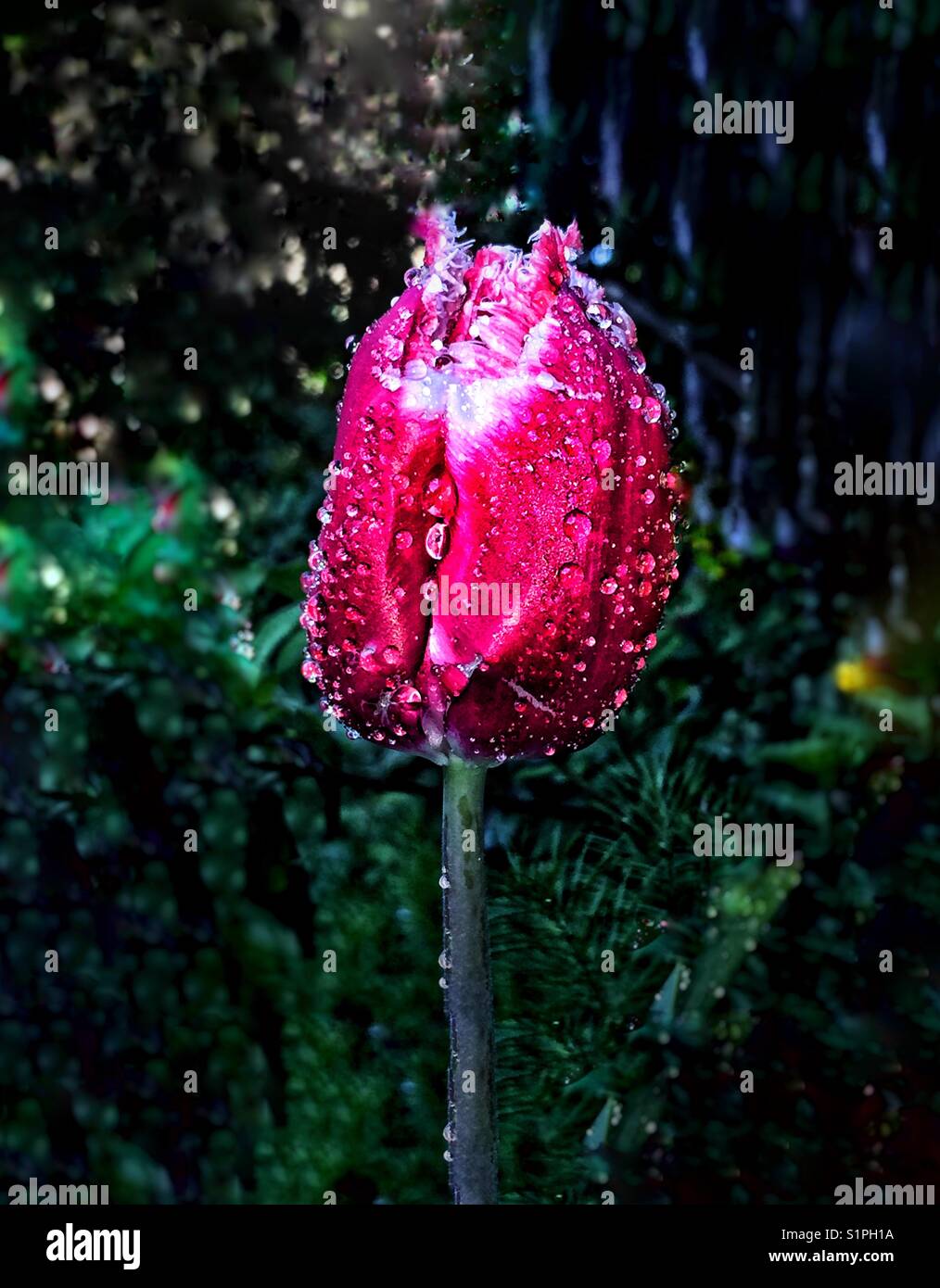 A single wet tulip. - Smartphone Captured Stock Image