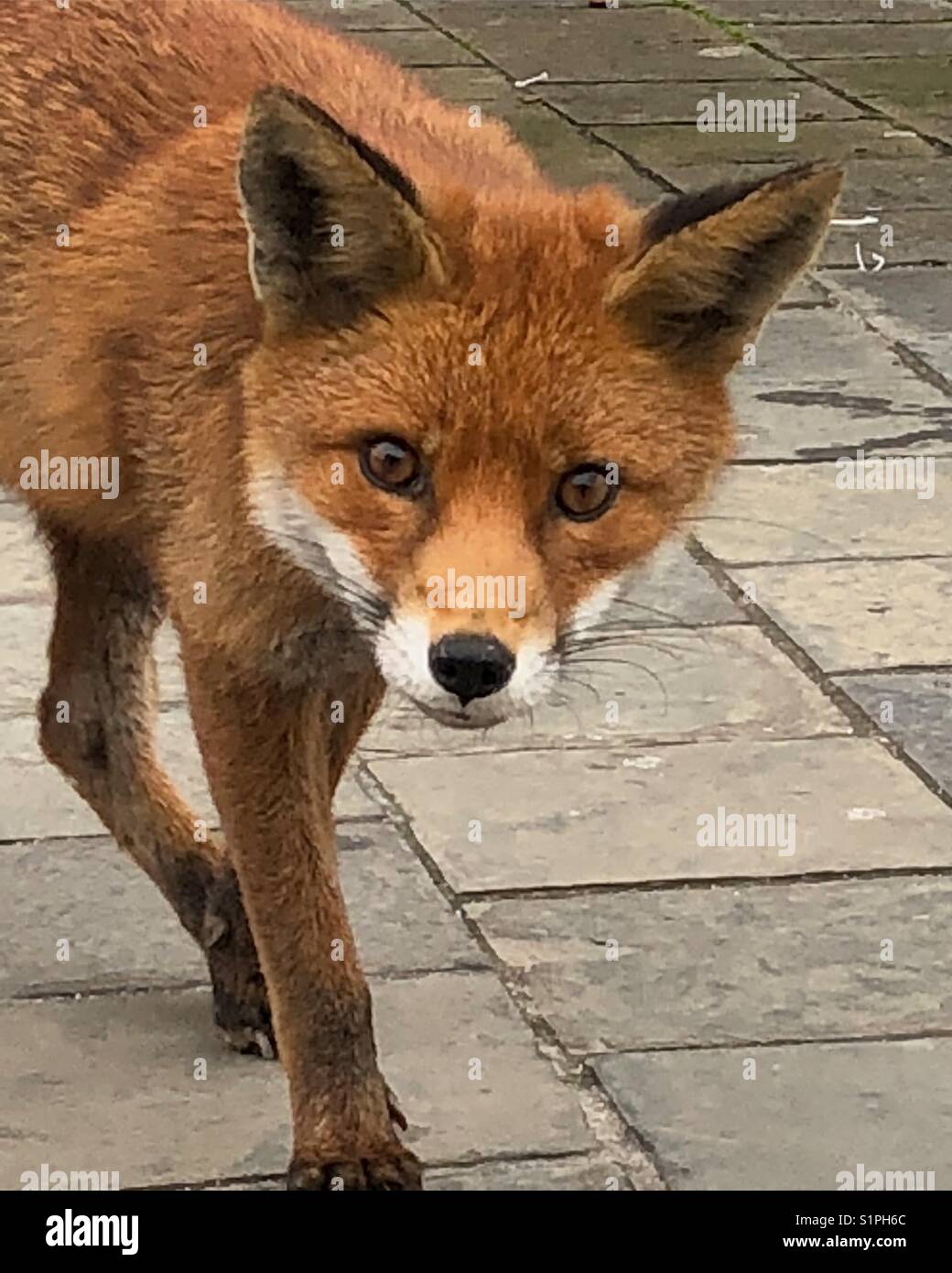 Urban fox Stock Photo