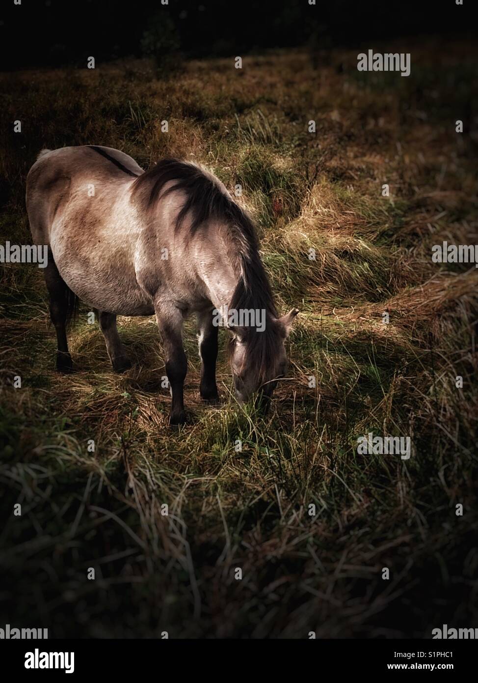 Wild horse grazing on a wildlife fen Stock Photo