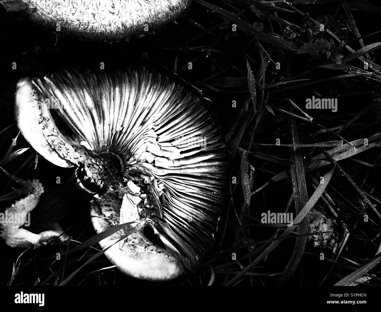 Mushroom Black and White Stock Photos & Images - Alamy