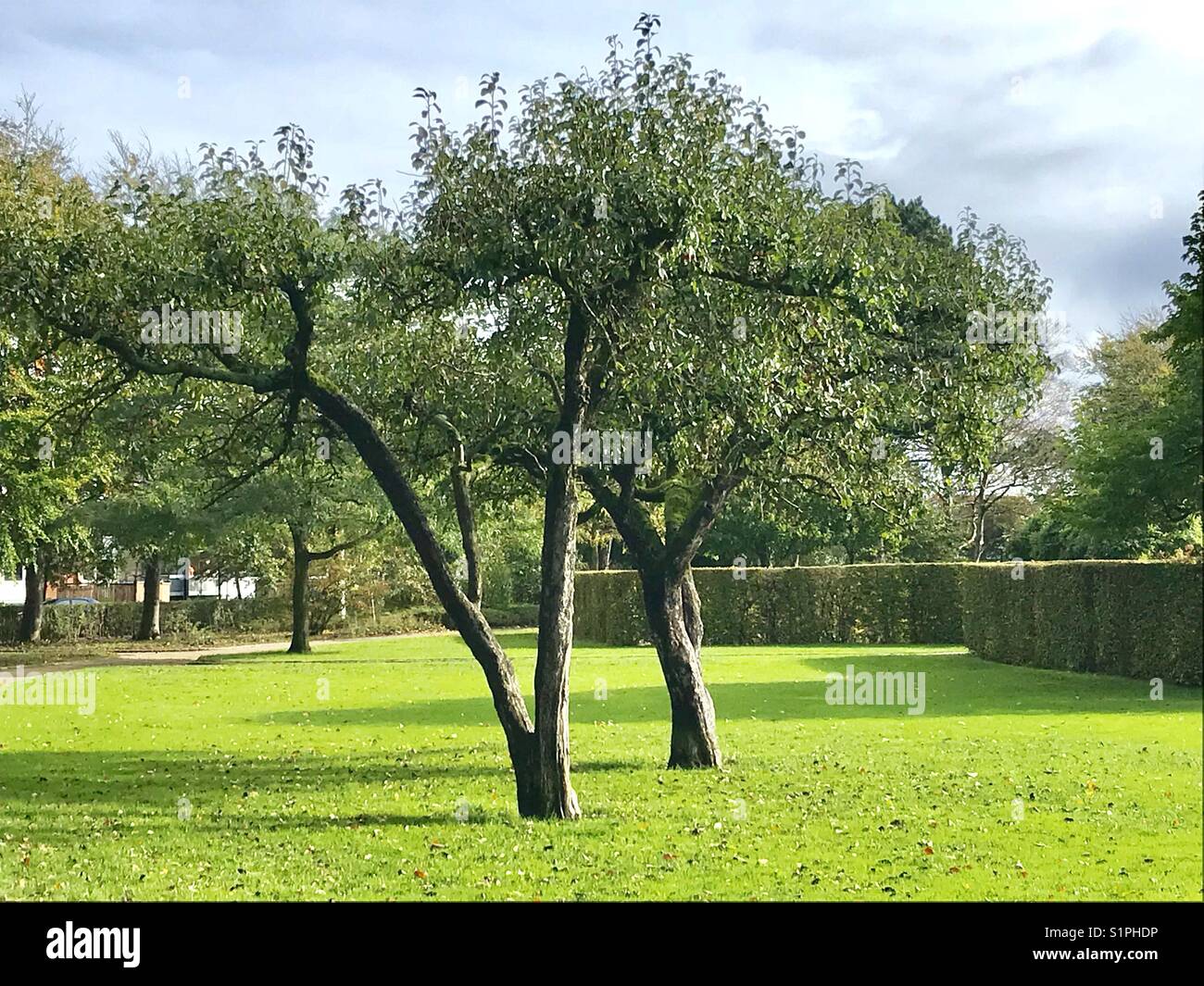 Nature in the city park under summer Stock Photo