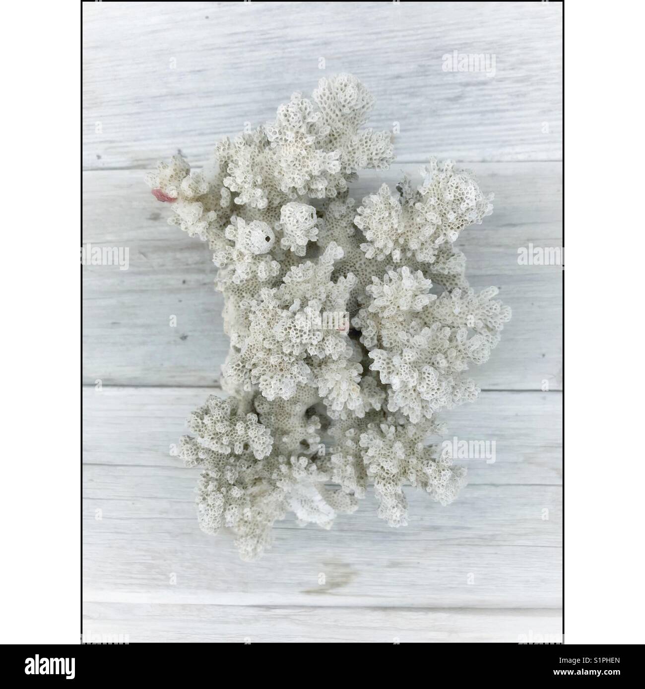 Coral on wood background - Smartphone Captured Stock Image