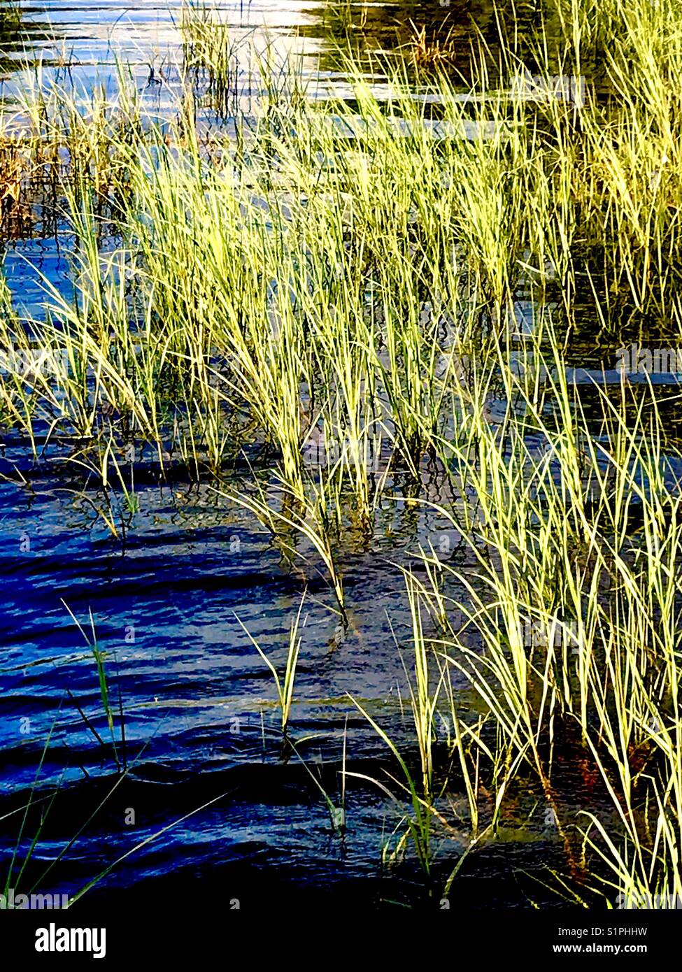 Tall grass pond hi-res stock photography and images - Alamy