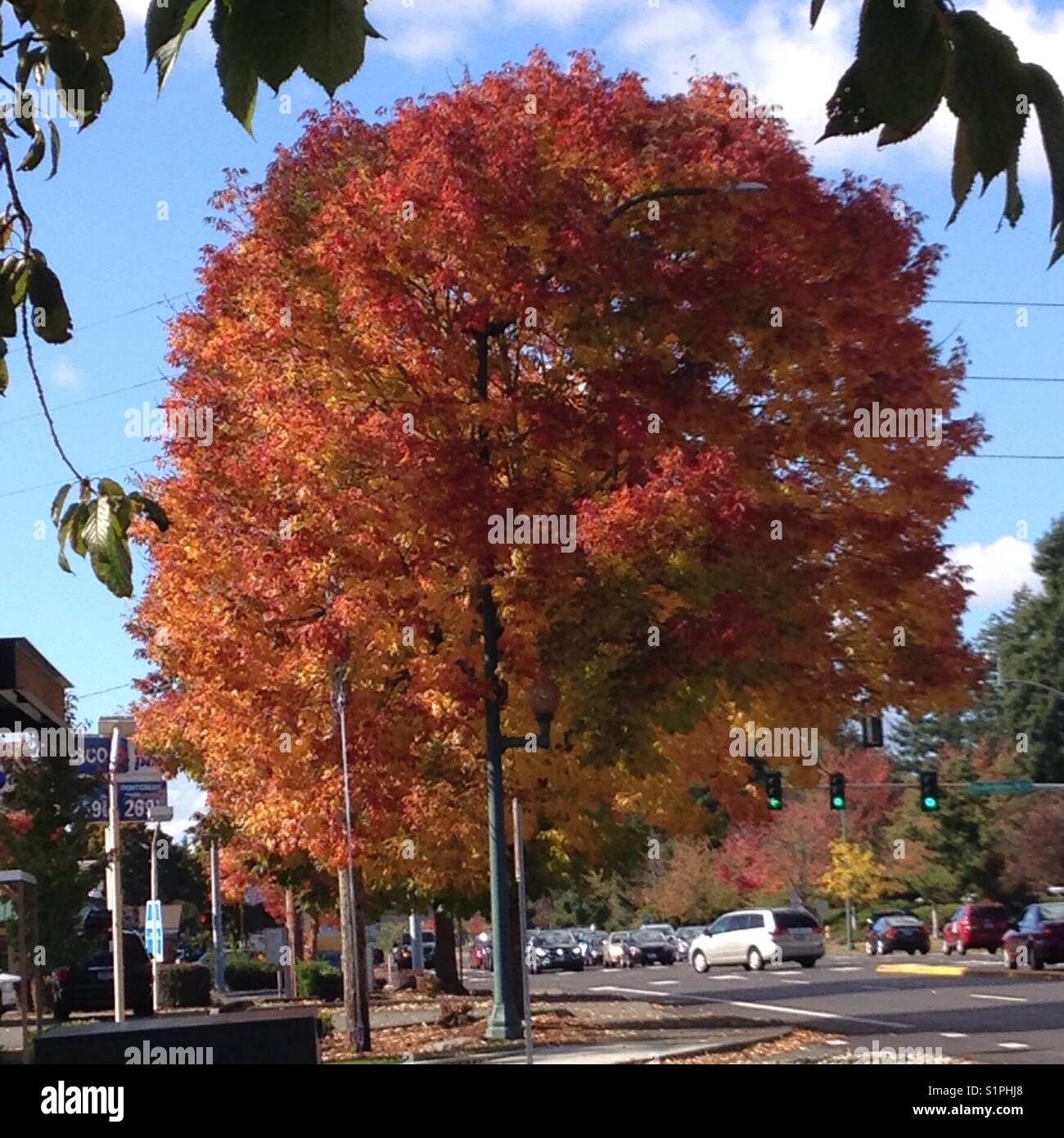 Huge autumn tree along a busy street in Olympia, the capital of Washington State, USA Stock Photo
