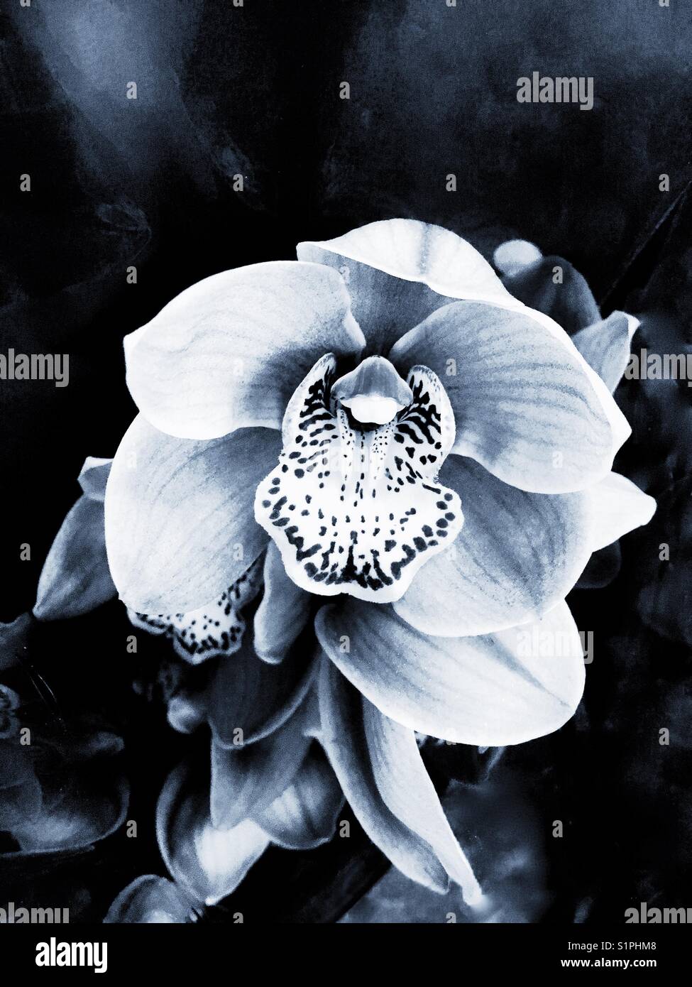Beautiful orchid - Smartphone Captured Stock Image