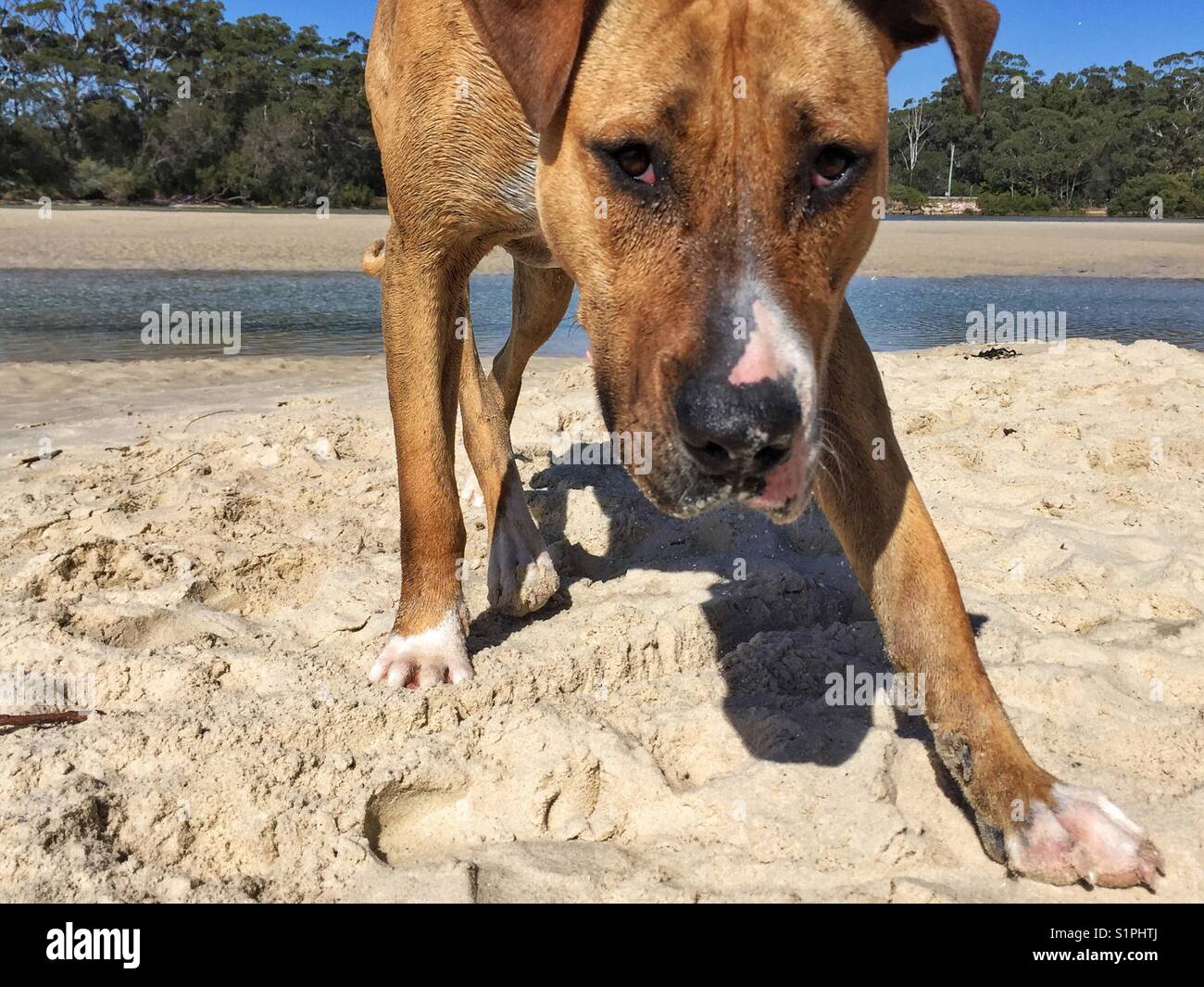 A curious large tan dog on beach approaches for a closeup. Stock Photo