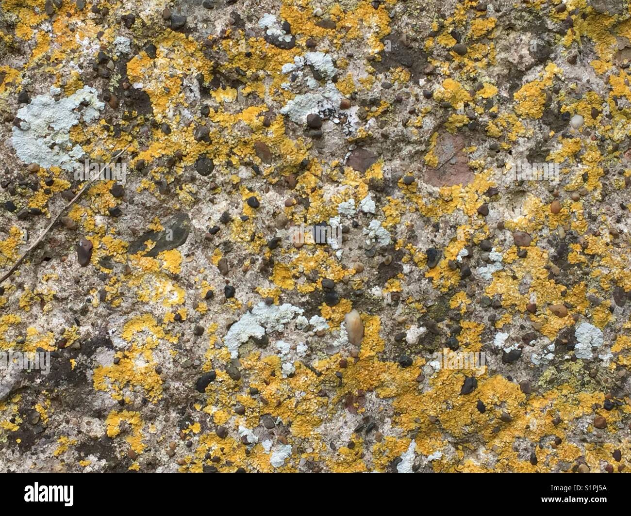 Mustard Yellow lichen on a porous grey stone wall Stock Photo Alamy