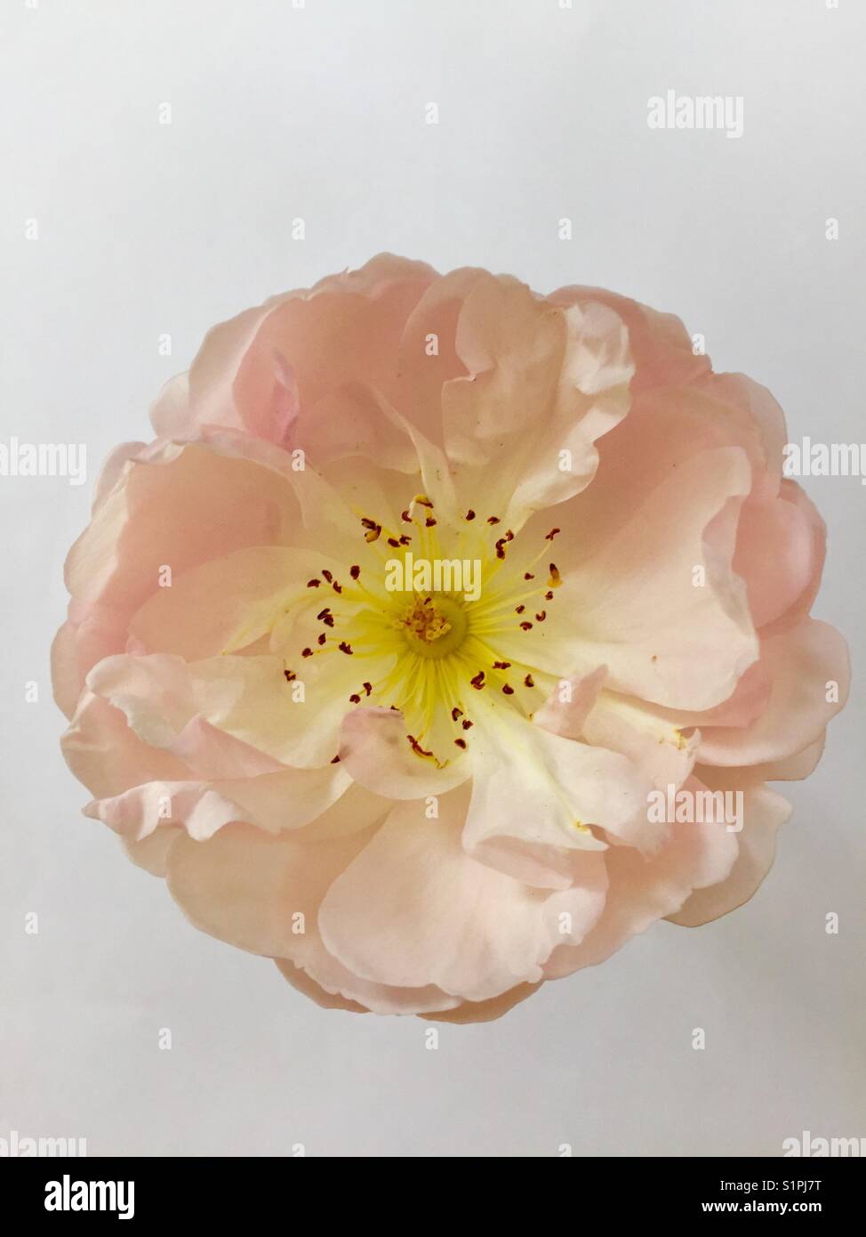 Rose, The Lady of the Lake, a David Austin rambler, pale pink with golden stamens Stock Photo
