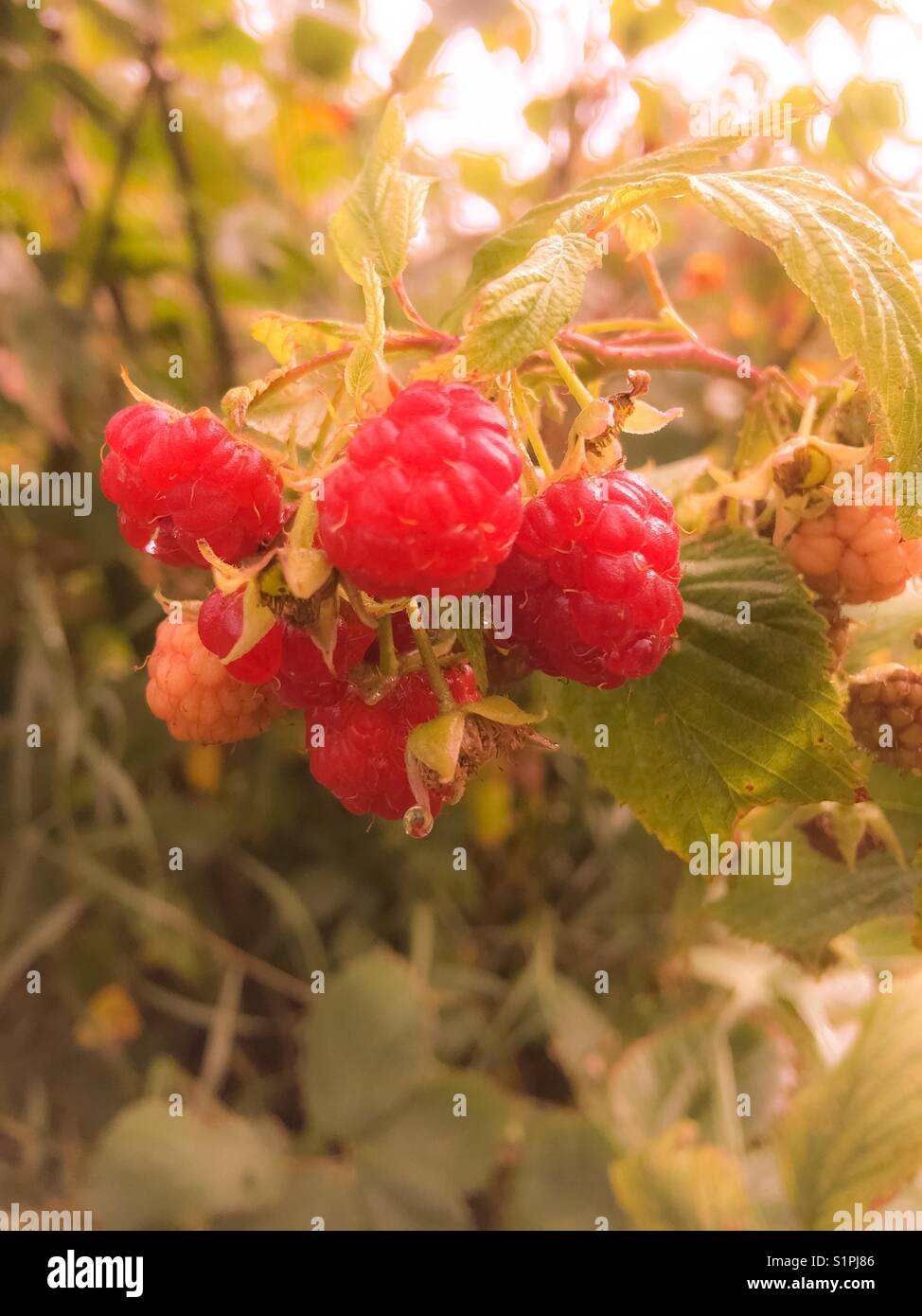 Bunch of raspberries on a raspberry bush with warm nostalgic lighting Stock Photo