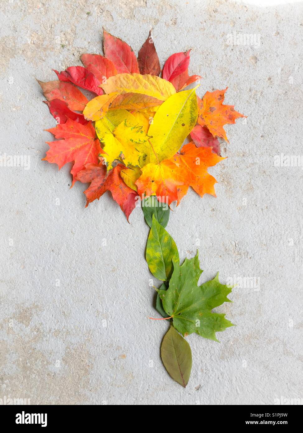 Colourful autumn leaves arranged into a flower shape on concrete - Smartphone Captured Stock Image