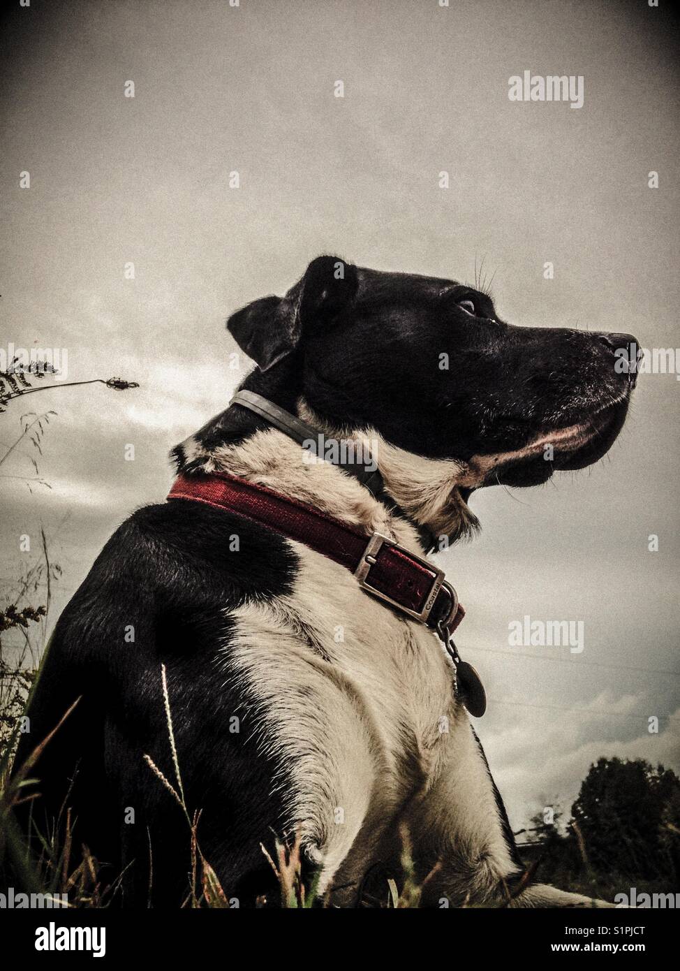 Portrait of black and white dog Stock Photo - Alamy