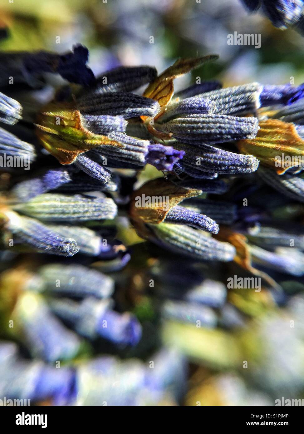 Closeup of lavender buds Stock Photo