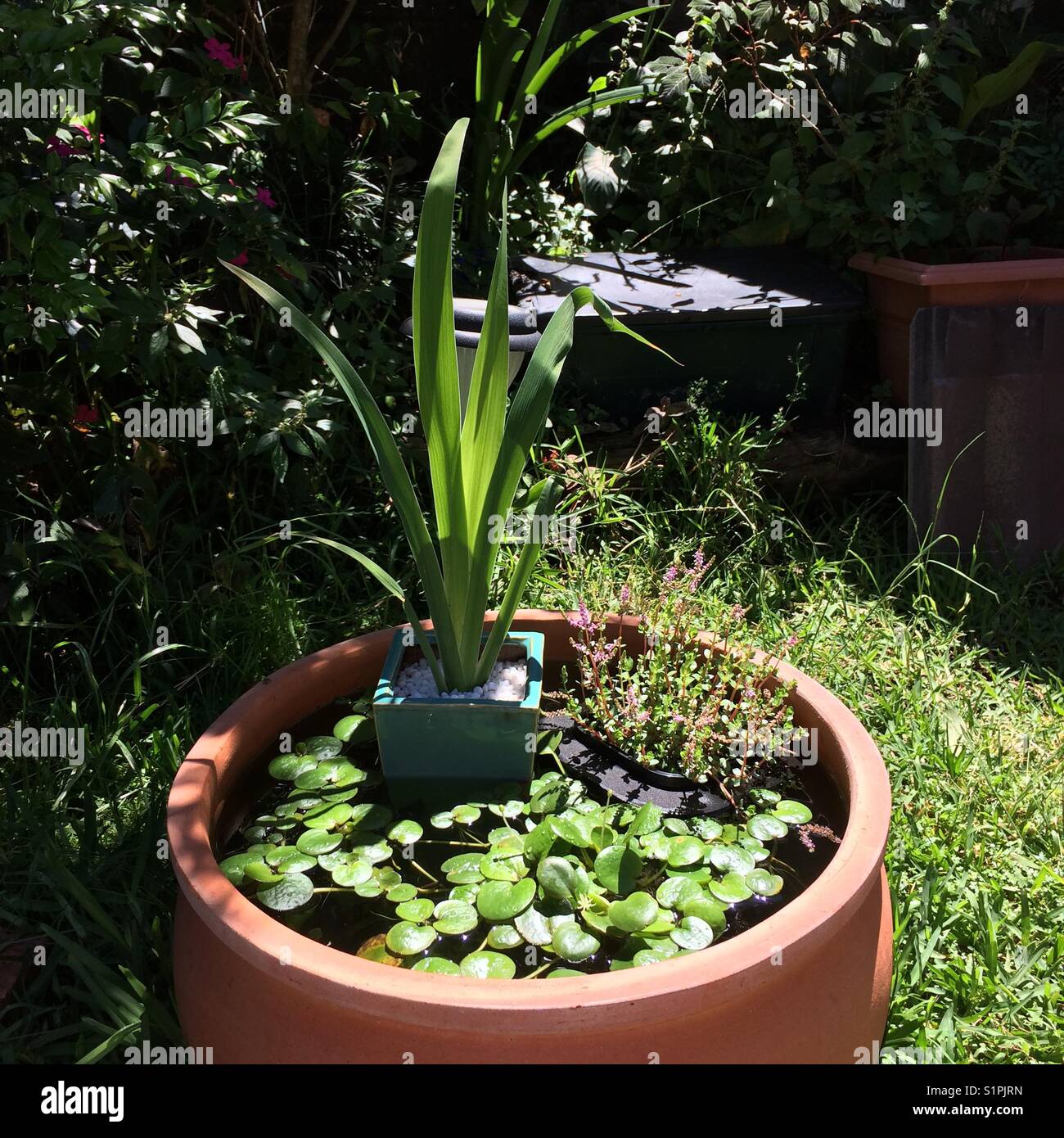 Terracotta pot Goldfish pond Stock Photo Alamy