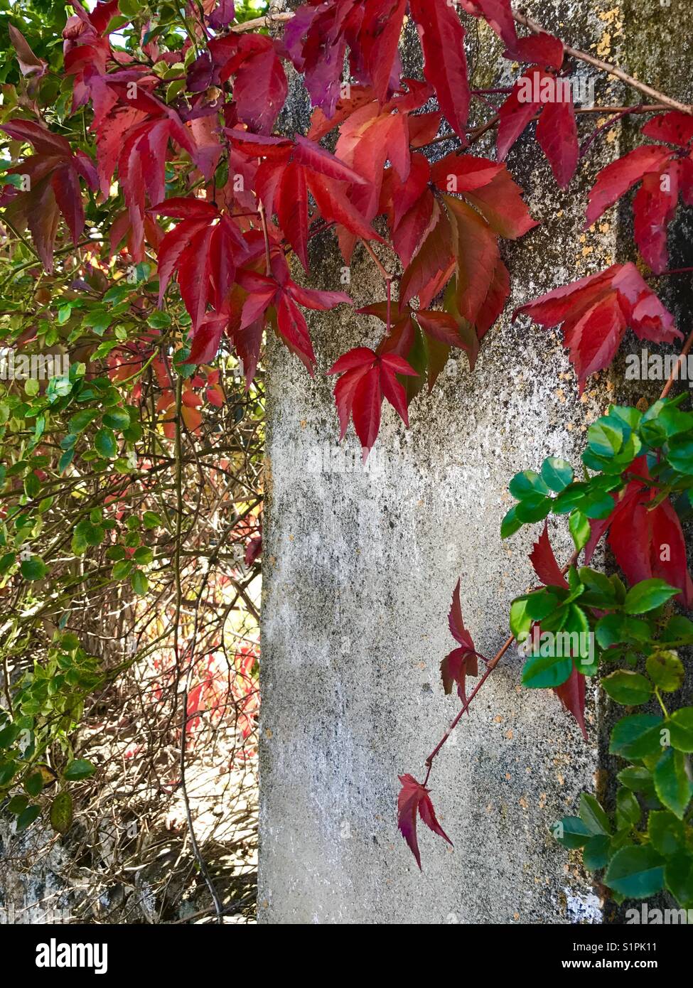 Autumn leaves on a wall. Stock Photo